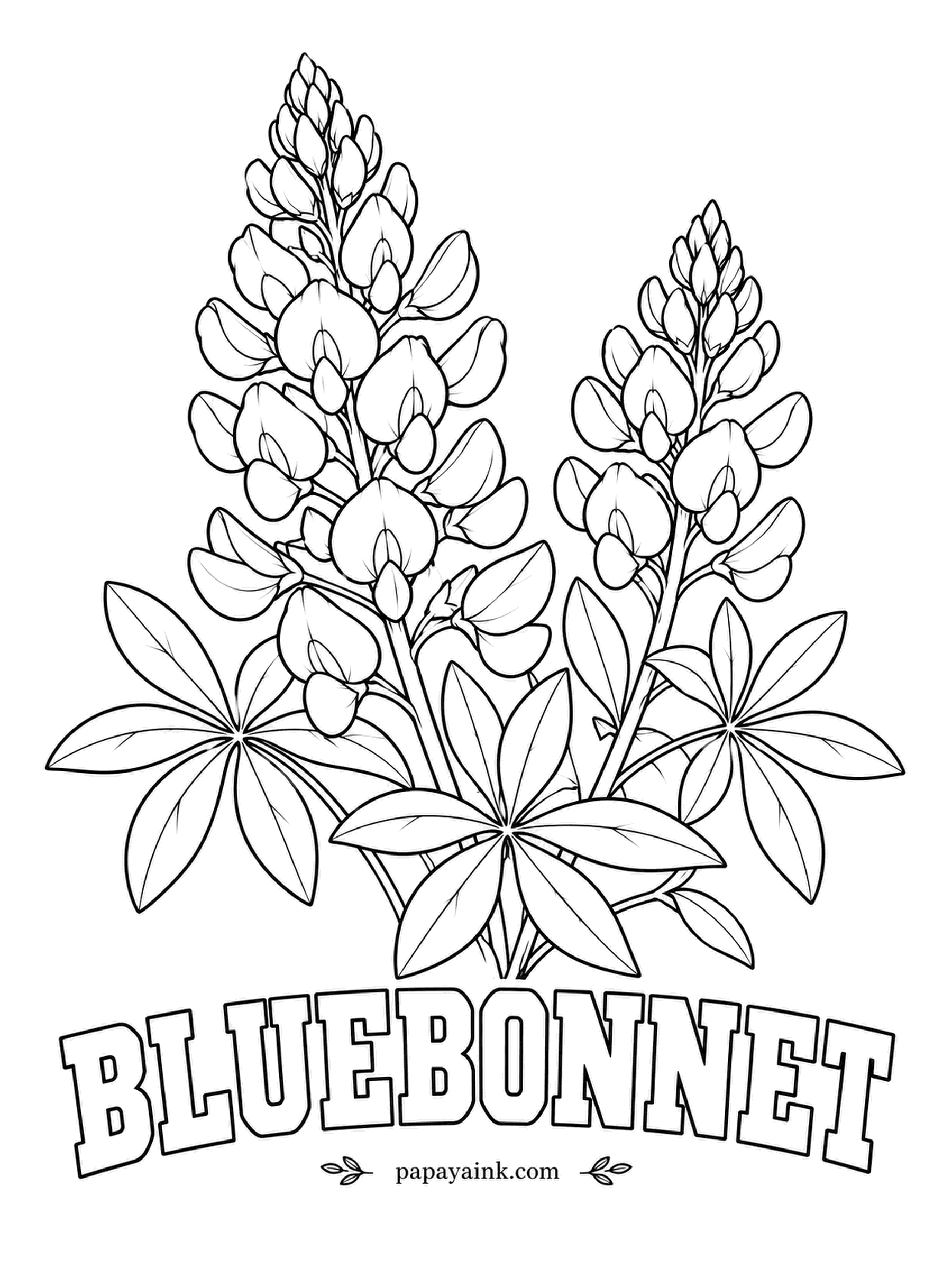 Free Flower Coloring Pages - Texas made the bluebonnet its state flower, and each spring the roadsides there turn blue with it. Every spike ends in a white tip, so leave the highest buds bare and fill the rest with a strong blue.