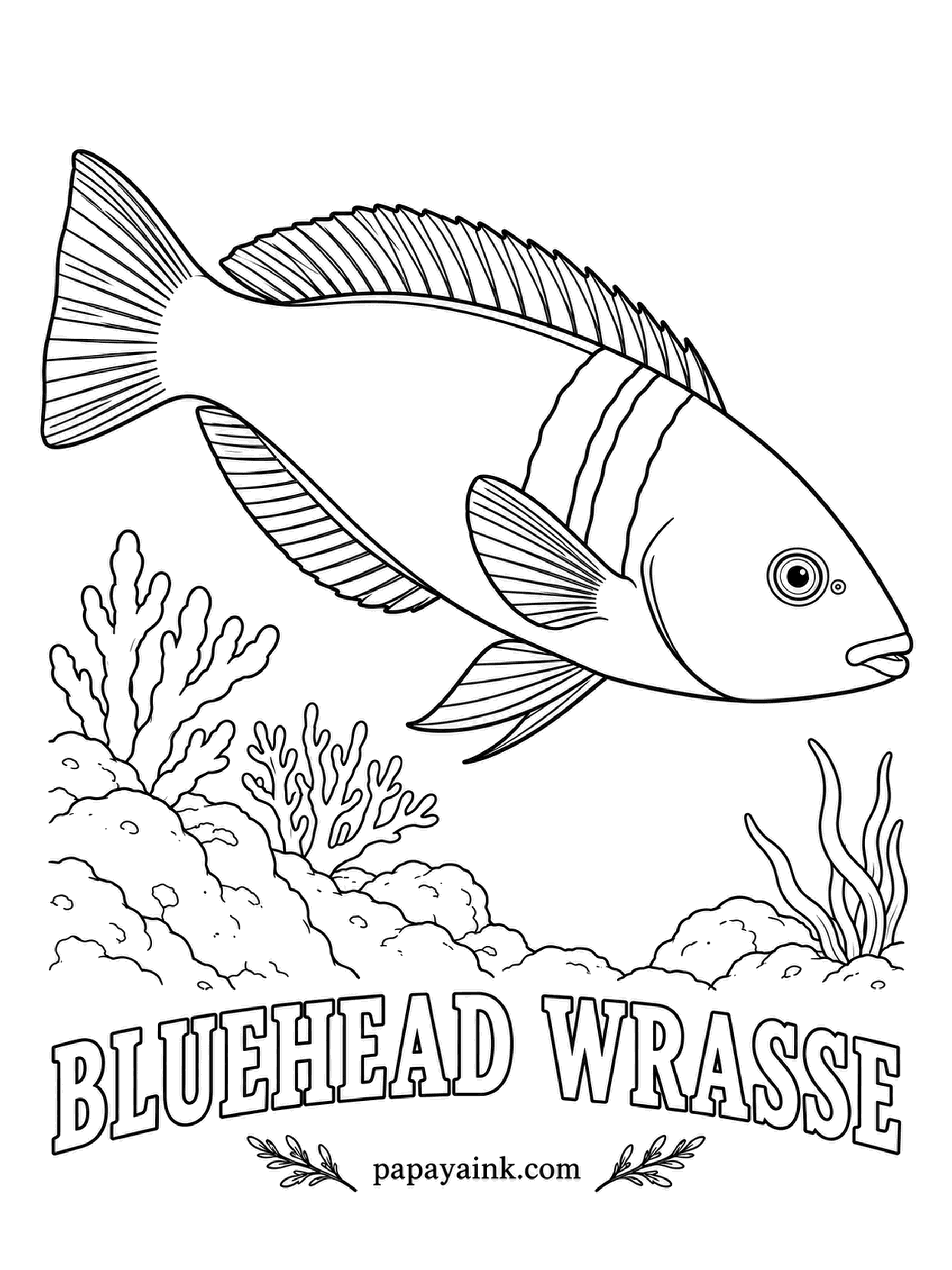 Ocean Fish Coloring Pages - Only a few bluehead wrasses ever earn the blue head. Most start life as yellow females, and the big males that wear these colors changed sex on the way up. Blue head, a black-white-black collar, green from there to the tail.