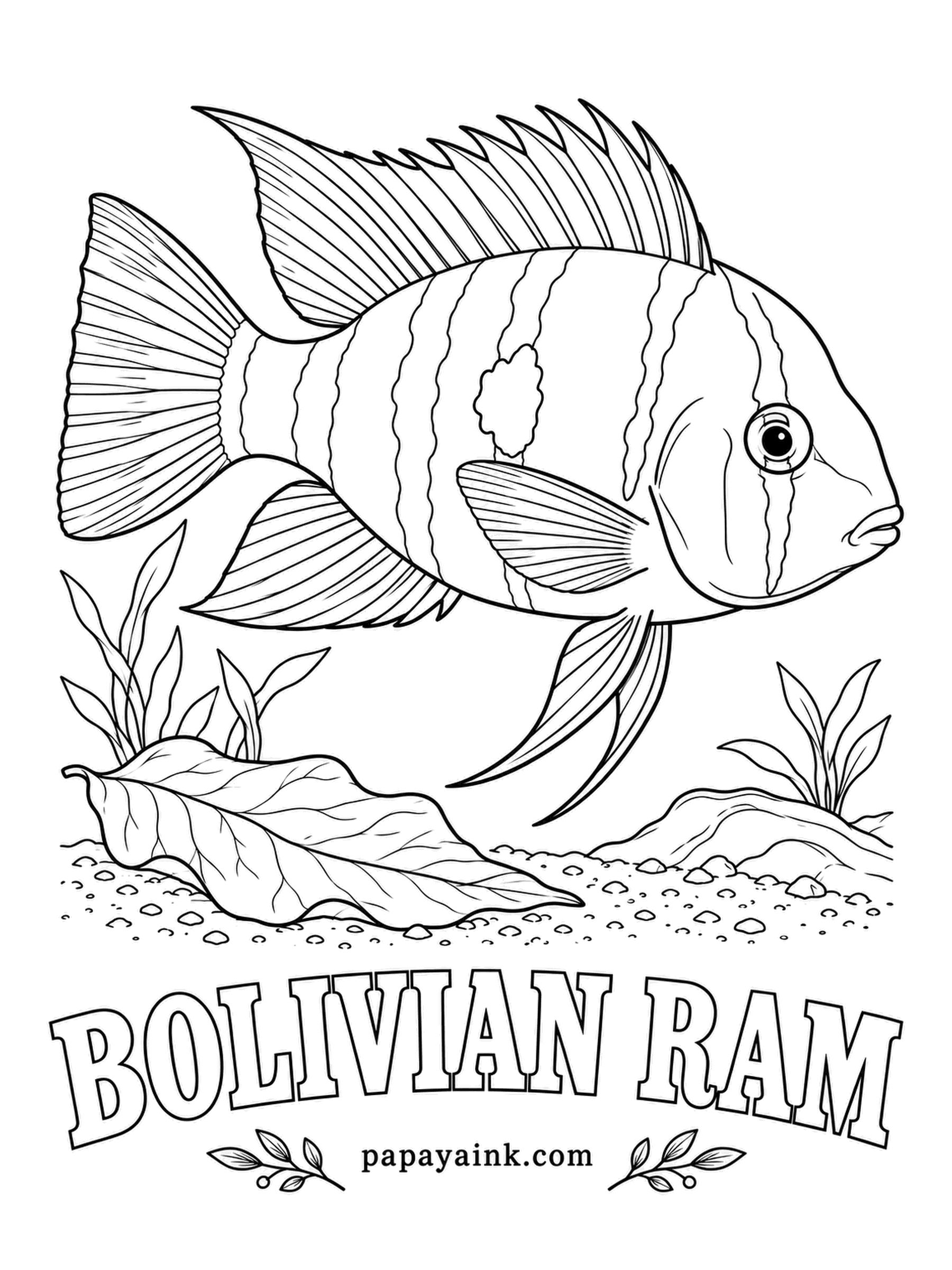 Aquarium Fish Coloring Pages - Bigger, tougher and calmer than its famous cousin the ram cichlid, this one sifts the sandy bottoms of rivers in Bolivia and western Brazil all day for food. Golden body, a dark spot at the center, red edges on the fins.