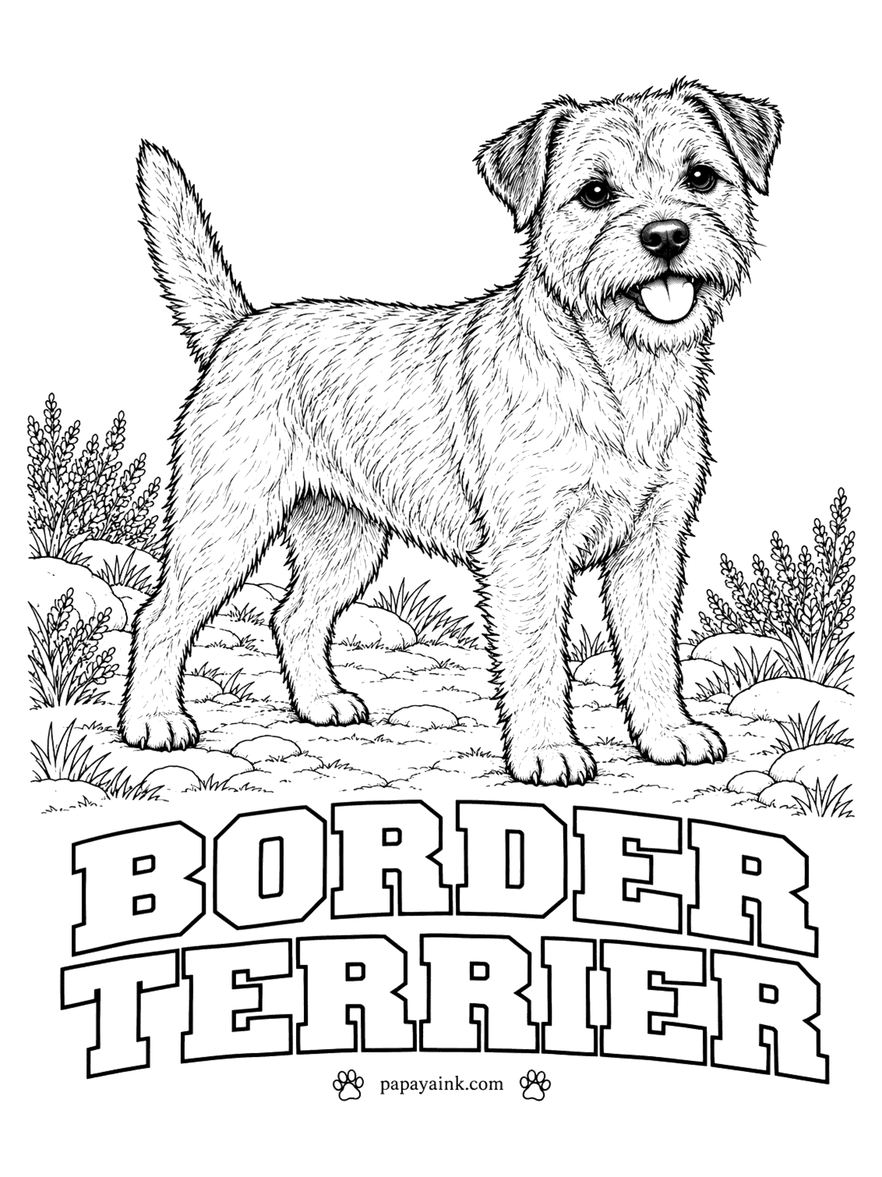 Realistic Dog Coloring Pages - An otter-shaped head is what breeders look for in a border terrier, and this one has it. The wiry coat comes in grizzle and tan, blue and tan, red or wheaten, usually with a dark muzzle and ears. Short strokes in two shades will suggest the harsh double coat.