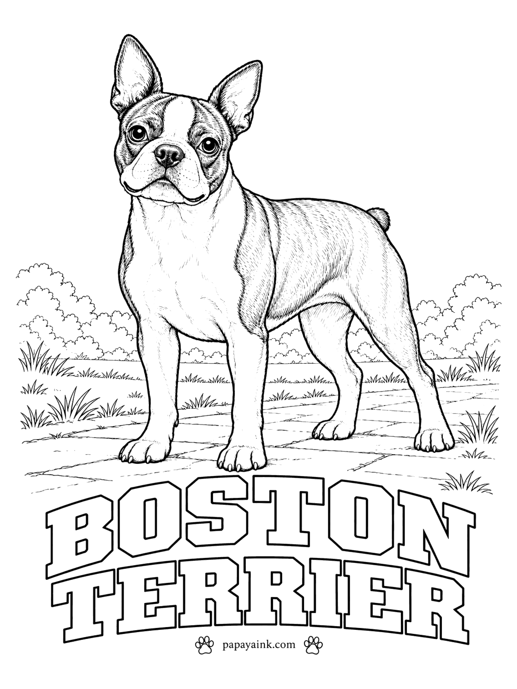 Free Printable Dog Coloring Pages - Nicknamed the American Gentleman for a coat that looks like a tuxedo. The Boston terrier is black, brindle or seal, with a white band around the muzzle, a white blaze between the eyes and a white chest. Dark jacket, clean shirt front.