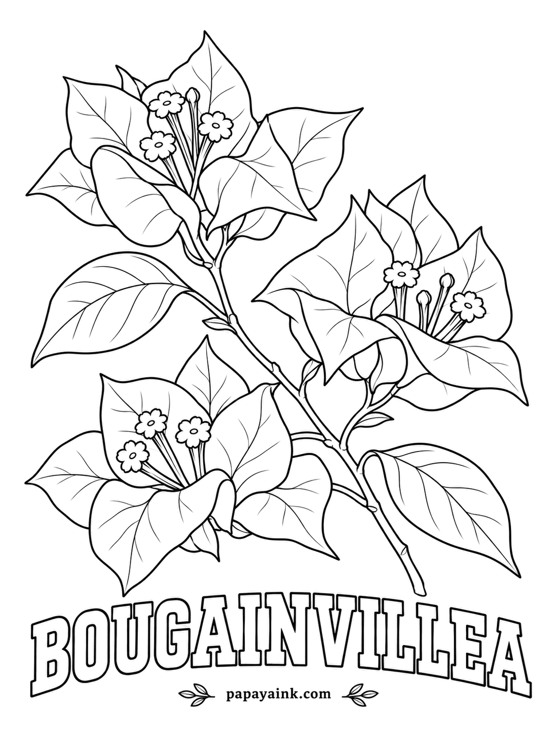 Free Flower Coloring Pages - Bougainvillea is named after Louis-Antoine de Bougainville, the French navigator whose expedition first carried it to European botanists. The papery magenta shapes are bracts; leave the tiny star flowers tucked inside them white.