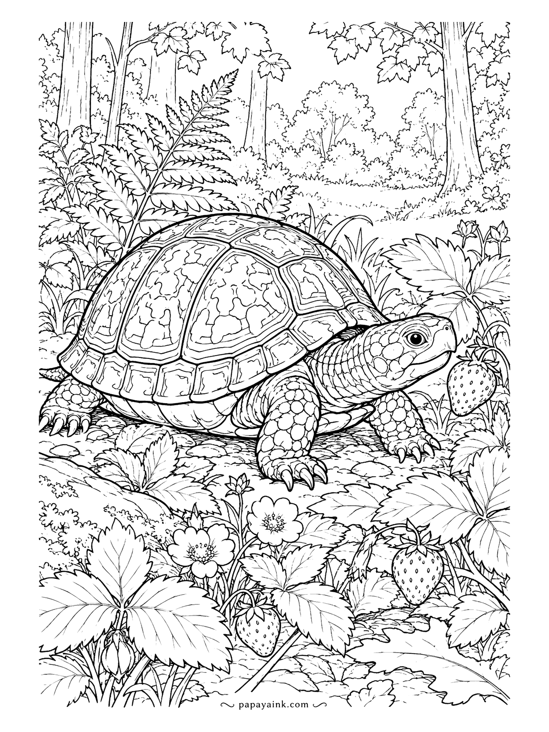 Turtle Coloring Pages - An eastern box turtle has found the wild strawberry patch and is not leaving. Its hinged, high-domed shell and orange-flecked skin are drawn true to life among ferns and maple trunks. Detailed, with ripe berries to color red.