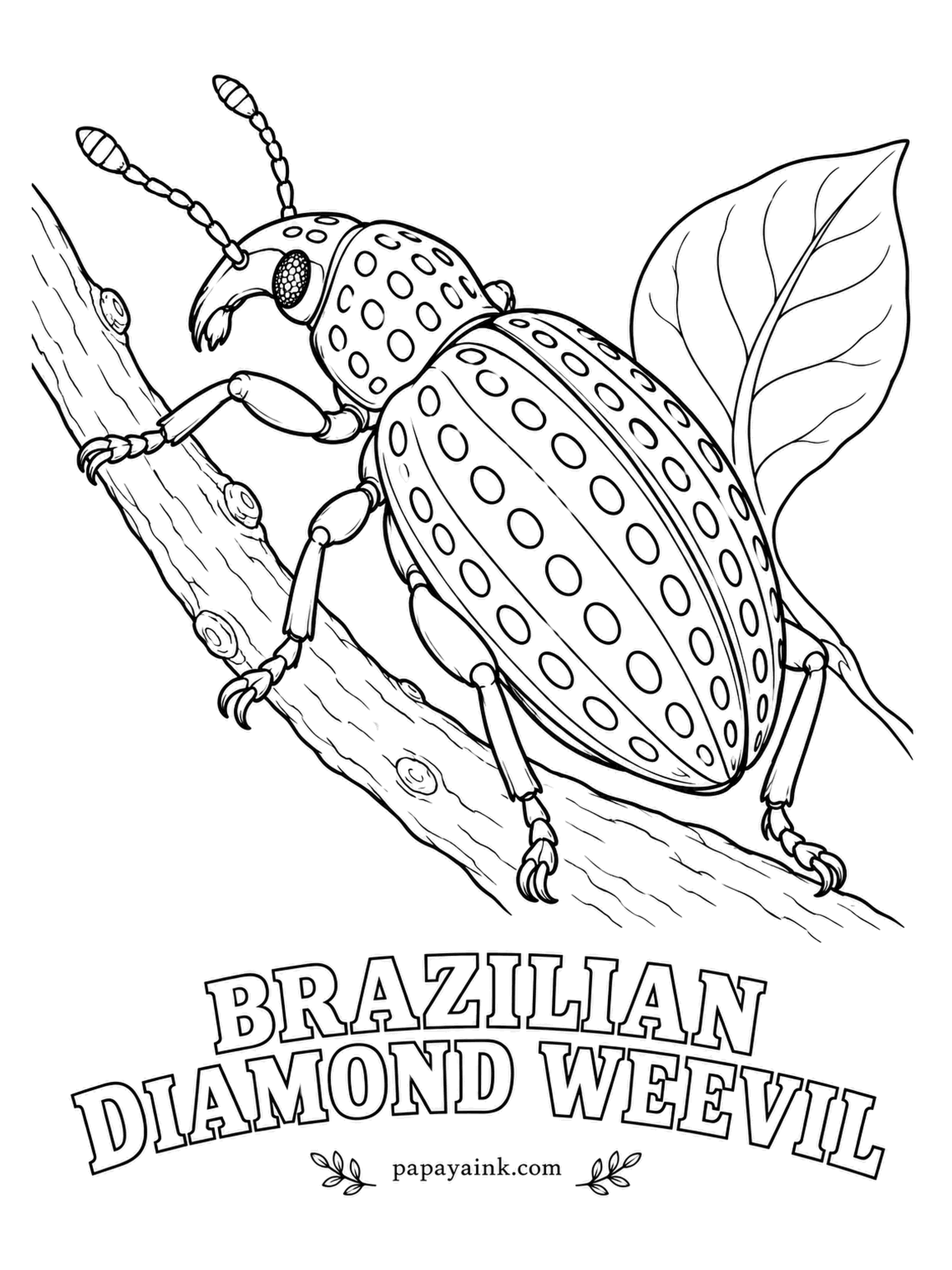 Beetle Coloring Pages - Physicists love the Brazilian diamond weevil: each pit on its black shell holds scales that sparkle green and gold, a natural model for light-bending crystals. Fill every dot with emerald and leave a speck of white in the middle.