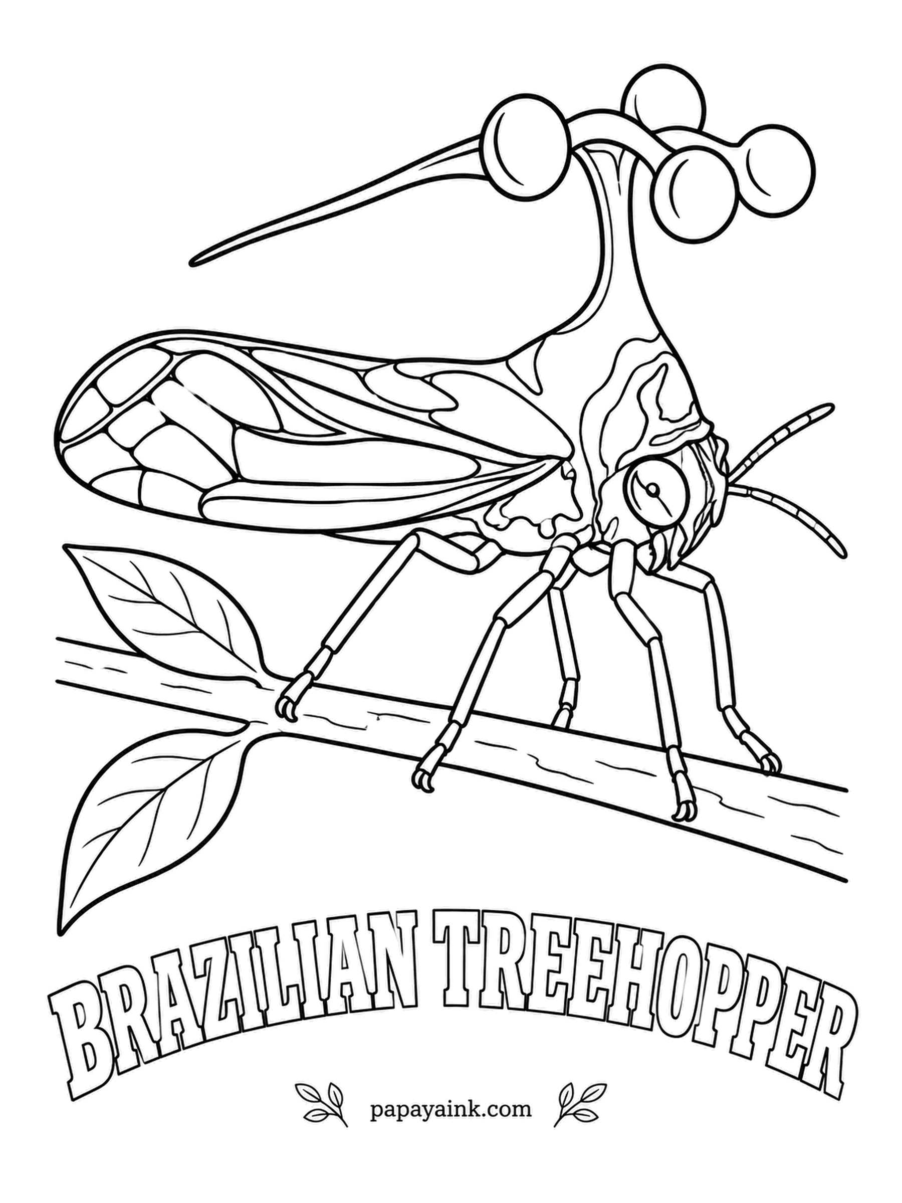 Insect Coloring Pages - Four balls on stalks rise from its back like a tiny antenna array, and biologists still argue about what the Brazilian treehopper uses them for. The whole contraption grows from the thorax. Amber brown, the balls a shade darker.