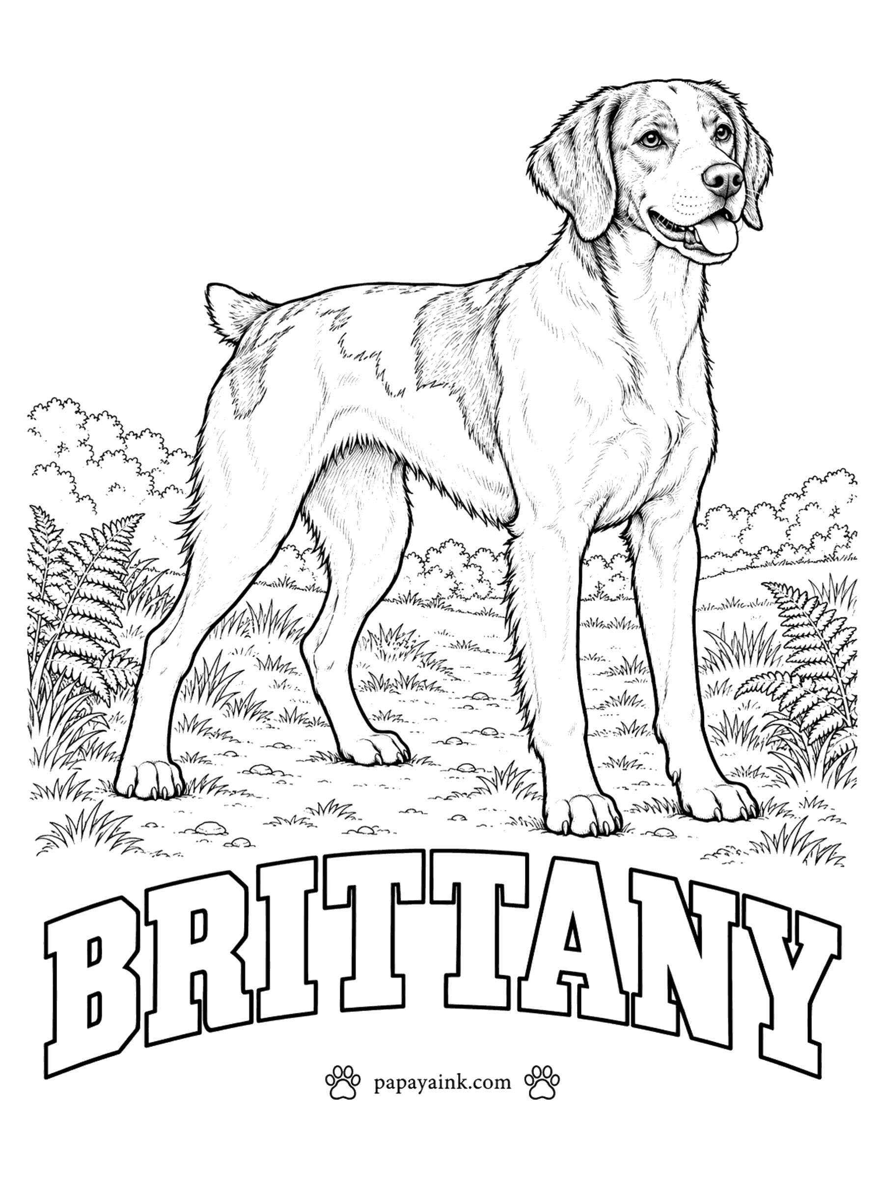 Free Printable Dog Coloring Pages - Part pointer, part spaniel in its habits, and named for the French region where it began. A Brittany is orange and white or liver and white, in clear patches or fine roan. The patches are marked for you. Some are born with a short tail.