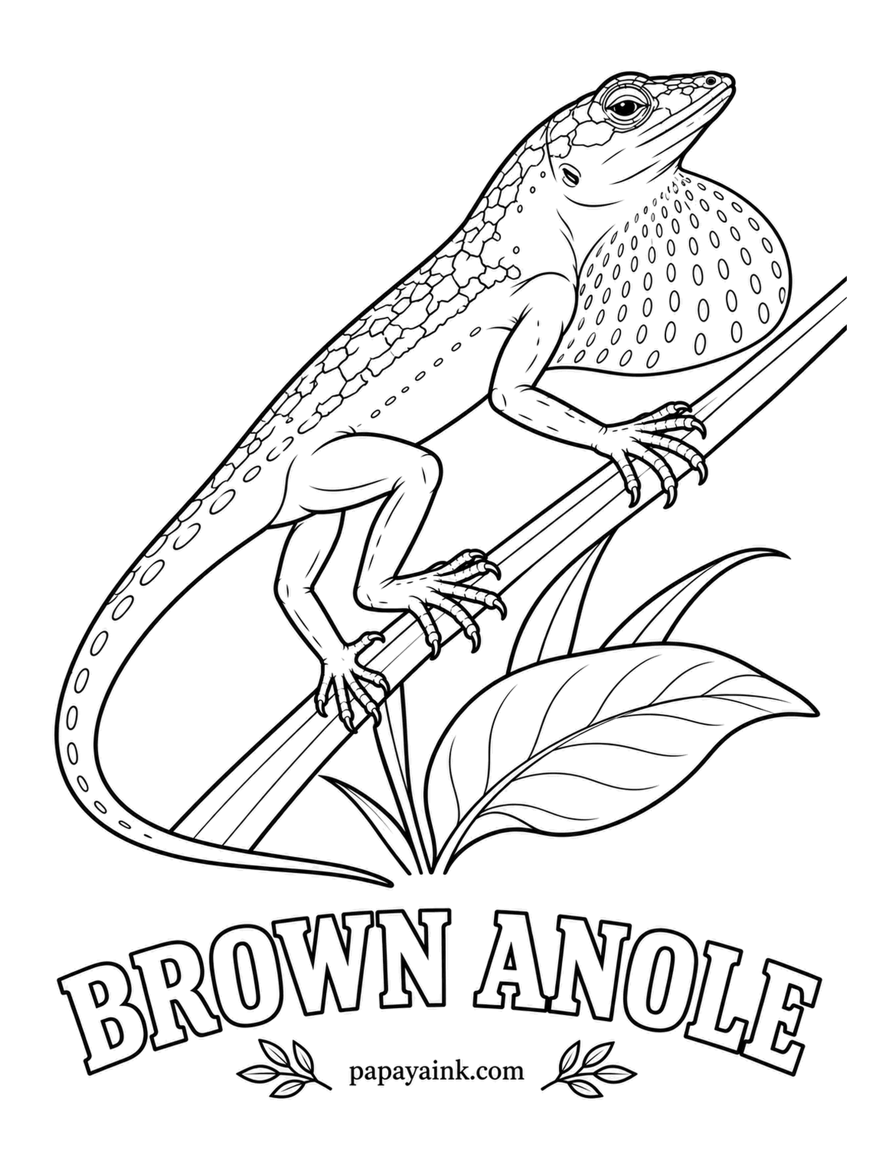 Reptile Coloring Pages - Hitchhiked from Cuba to Florida and never left. The brown anole climbs a stem and fans out the dewlap, an orange-red throat flag with a yellow rim, to tell other males this is his stalk. Speckled brown body, darker toward the tail.