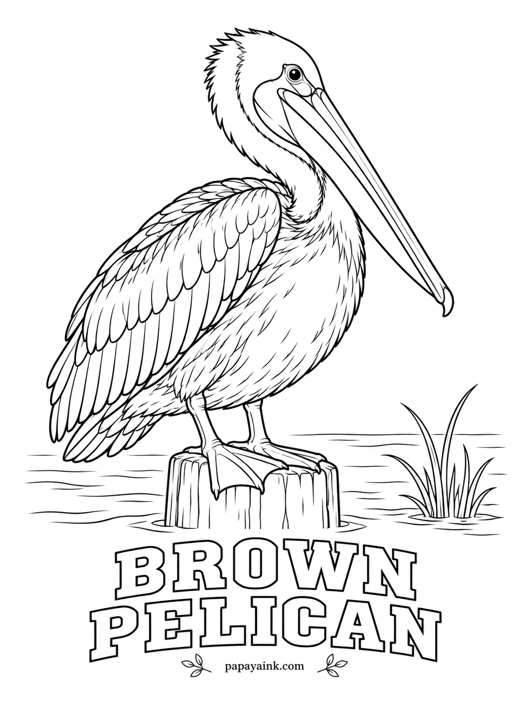 Printable Bird Coloring Pages - Unlike most pelicans, this one fishes by folding its wings and diving straight into the sea from high above. A breeding Brown Pelican has a white and yellow head, a dark chestnut neck and a silver-gray body. Color the pouch a muddy olive.