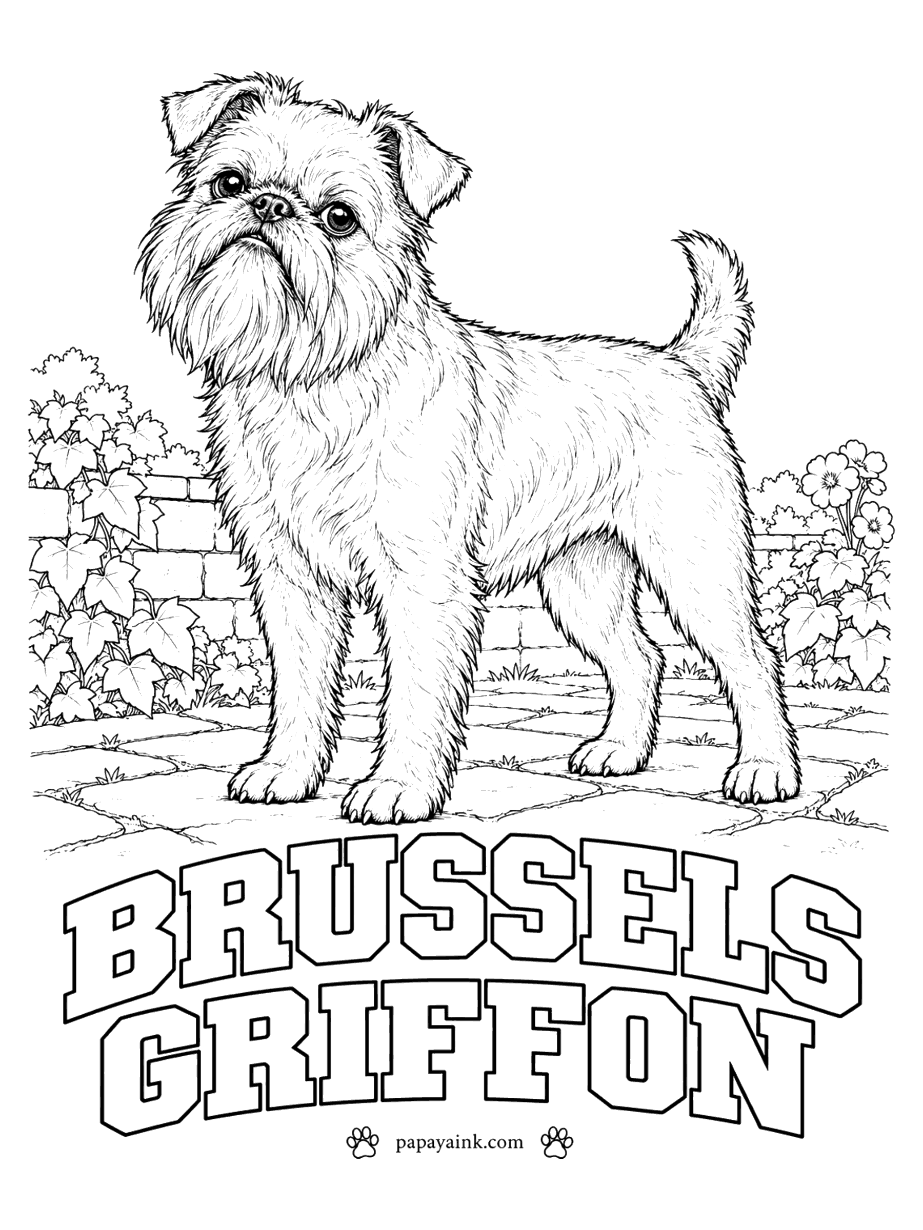 Free Printable Dog Coloring Pages - Pushed-in face, full beard and the expression of a small, cross gentleman. The rough-coated Brussels griffon is red, black and tan, solid black, or belge, which is black mixed with reddish brown. Ivy climbs the garden wall.