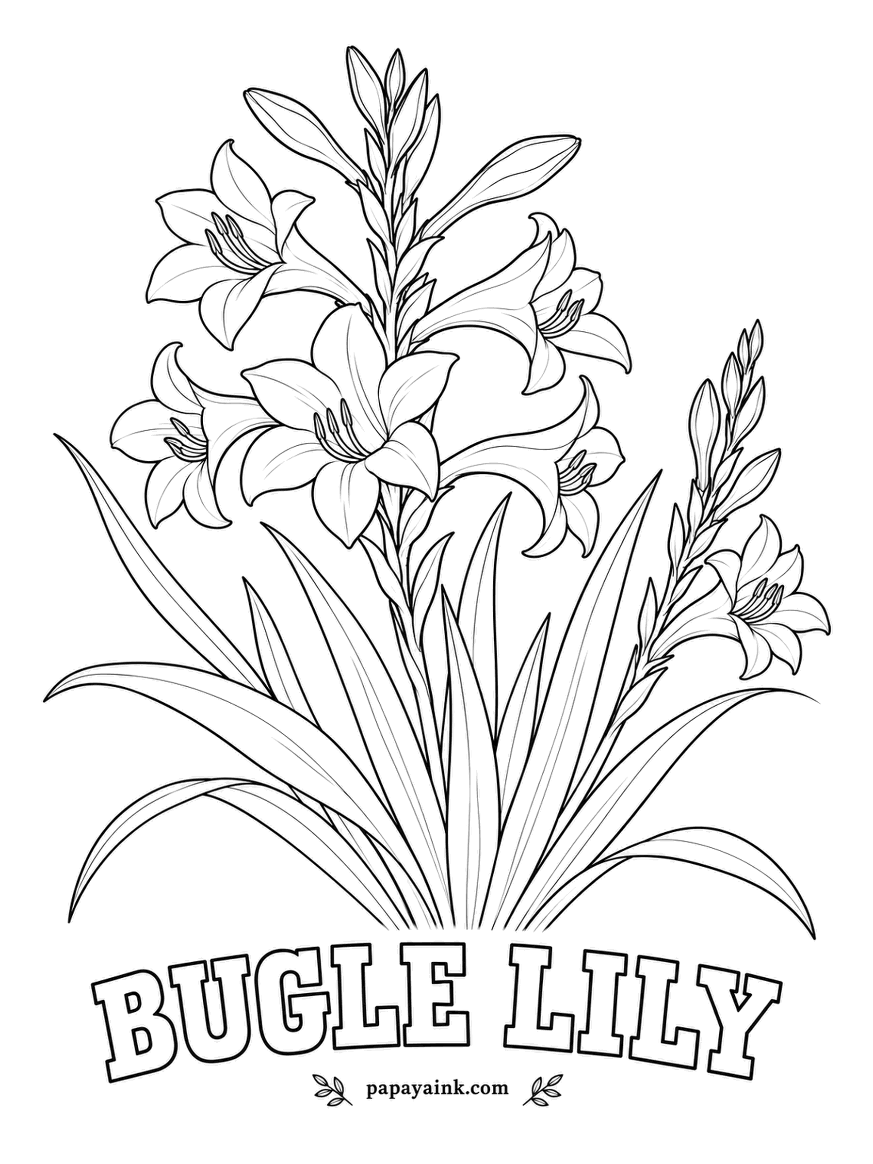 Realistic Flower Coloring Pages - Tall spikes carry curved trumpet flowers in a row, like a brass section waiting for its cue. Bugle lily is native to South Africa, where sunbirds sip from the tubes. Coral, salmon, rose or white, on long green spears.
