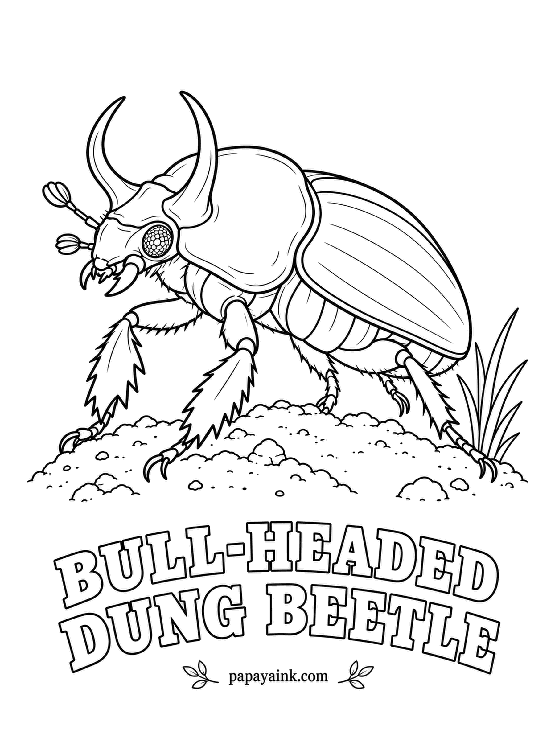 Beetle Coloring Pages - Shorter than a fingernail, the bull-headed dung beetle can pull more than a thousand times its own weight, which makes it a serious contender for the strongest insect alive. Only males carry the curved horns. Deep bronze-black throughout.