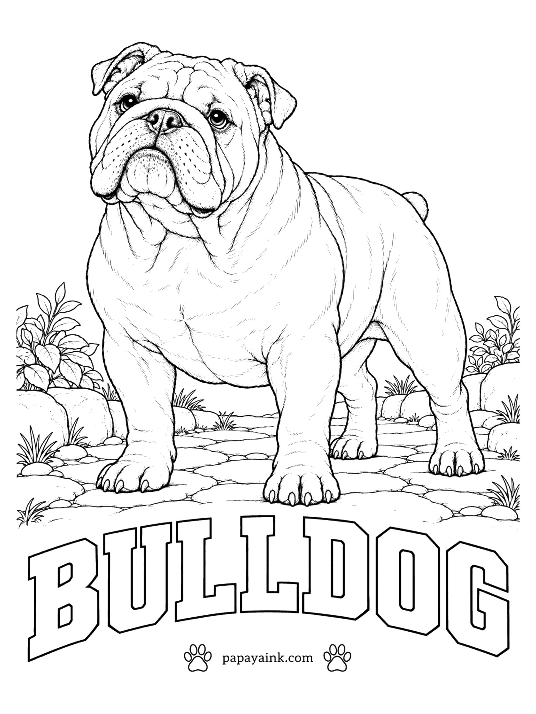 Free Printable Dog Coloring Pages - Wrinkles, a pushed-in nose and shoulders wider than the hips add up to a bulldog, often called the English bulldog. Red, fawn, white and brindle are all good, alone or as patches on white. Shade inside the folds and the face comes forward.