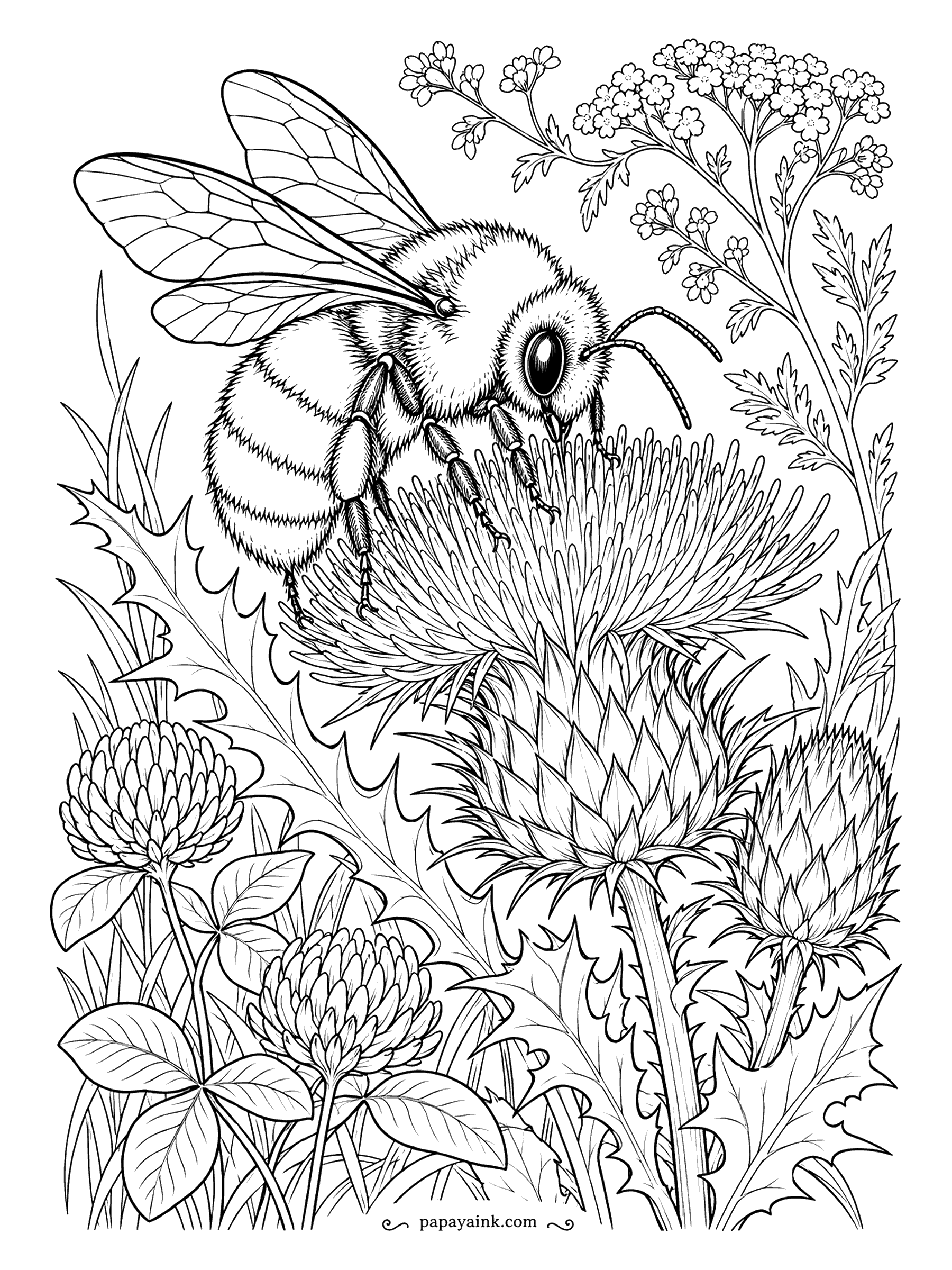 Bee Coloring Pages - Bumblebees are rounder and furrier than honeybees, and this one has landed heavily on a thistle head among the clover. Spiky leaves, prickly bracts and a soft insect in the middle of it all. Detailed - slow going, for the patient.