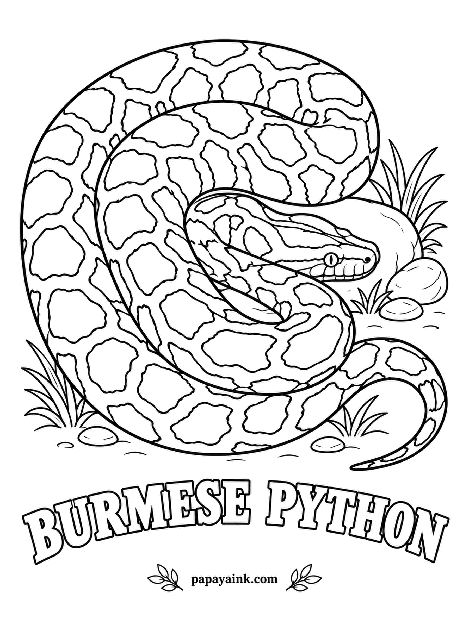 Reptile Coloring Pages - Among the biggest snakes on Earth and longer than a car when fully grown, the Burmese python is at home in Asia and now also living wild in the Florida Everglades. The blotches are drawn large: tan ground, brown patches, every one rimmed in black.