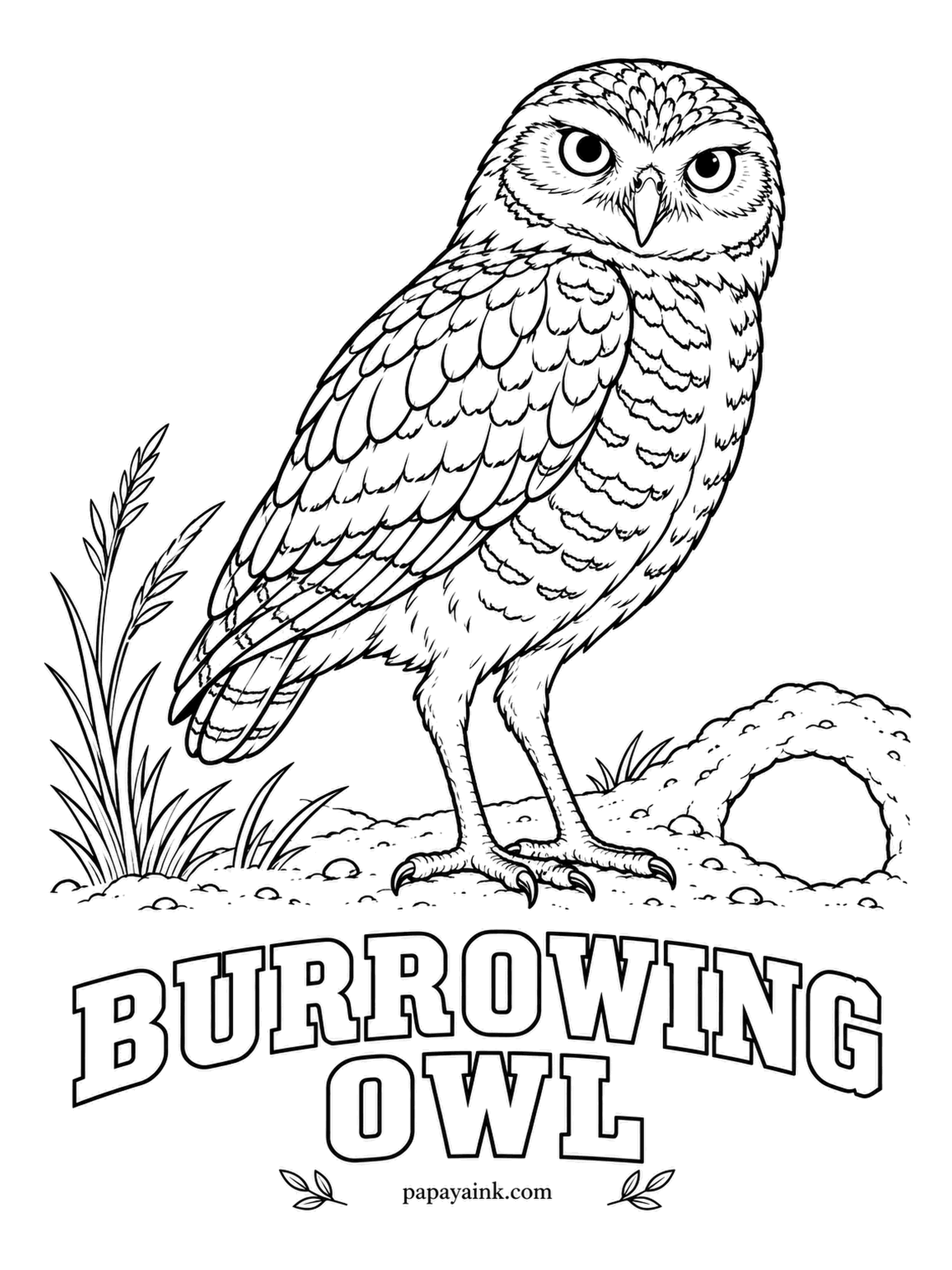 Printable Bird Coloring Pages - Disturb a family in their burrow and the young answer with a hiss that sounds remarkably like a rattlesnake. The Burrowing Owl hunts by day on long legs: sandy brown with white spots, white eyebrows, bright yellow eyes. Tan for the burrow mound.