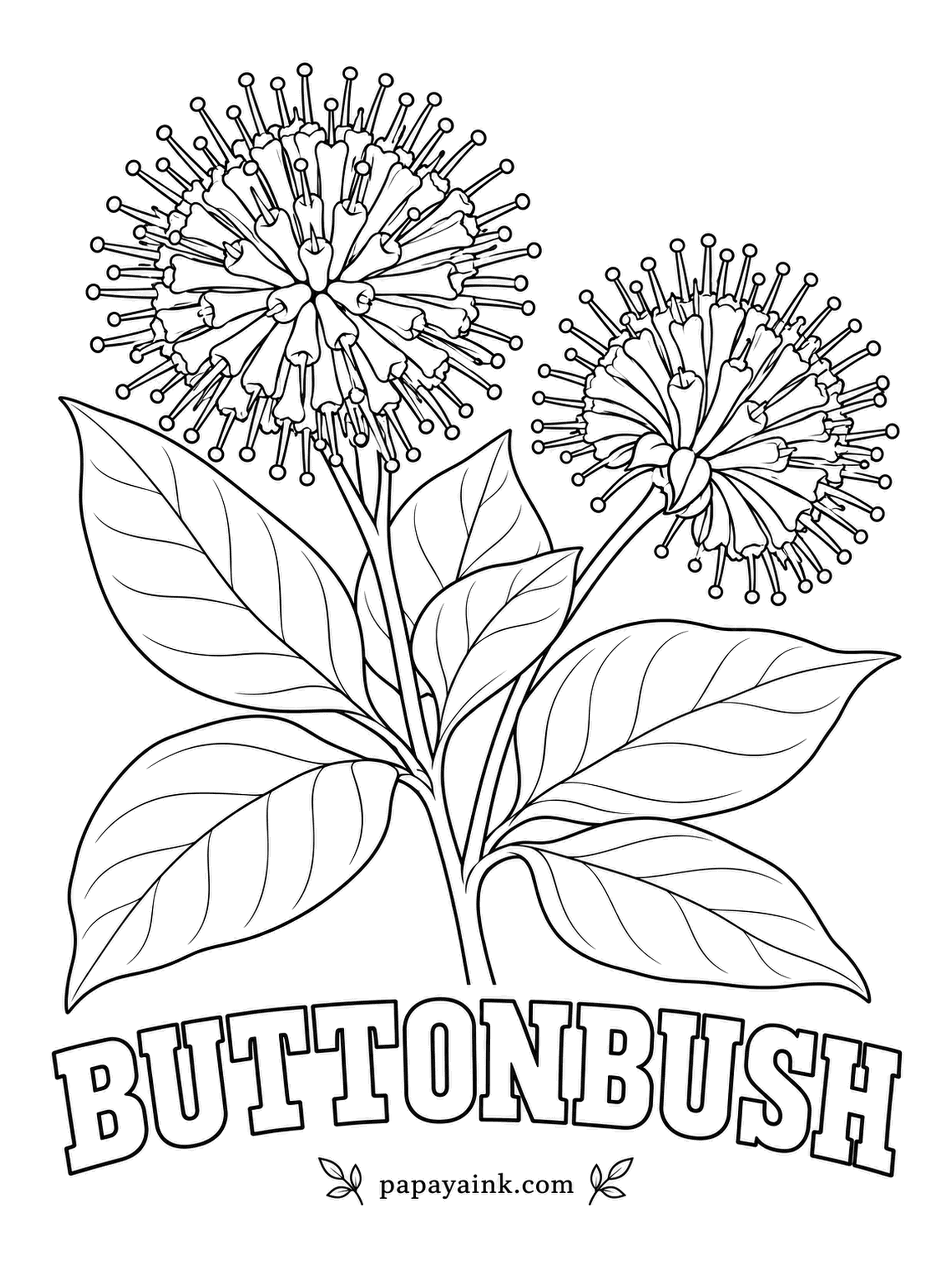 Realistic Flower Coloring Pages - Perfect white spheres bristle with styles, like tiny fireworks frozen mid-burst. Buttonbush grows with its feet in water along ponds and creeks, and butterflies line up for its nectar. Ivory balls, olive green leaves.