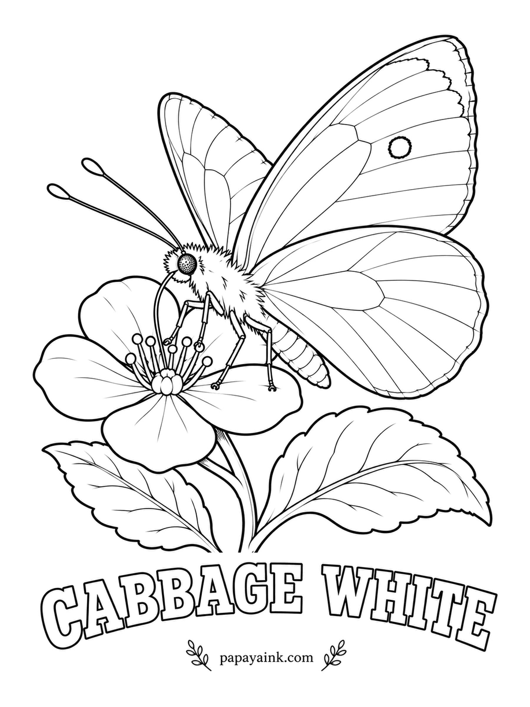 Butterfly and Moth Coloring Pages - Probably the butterfly you have seen most often, and it arrived from Europe by ship well over a century ago. Creamy white wings, charcoal tips and black spots on the forewing, resting on a flower before the next cabbage patch.