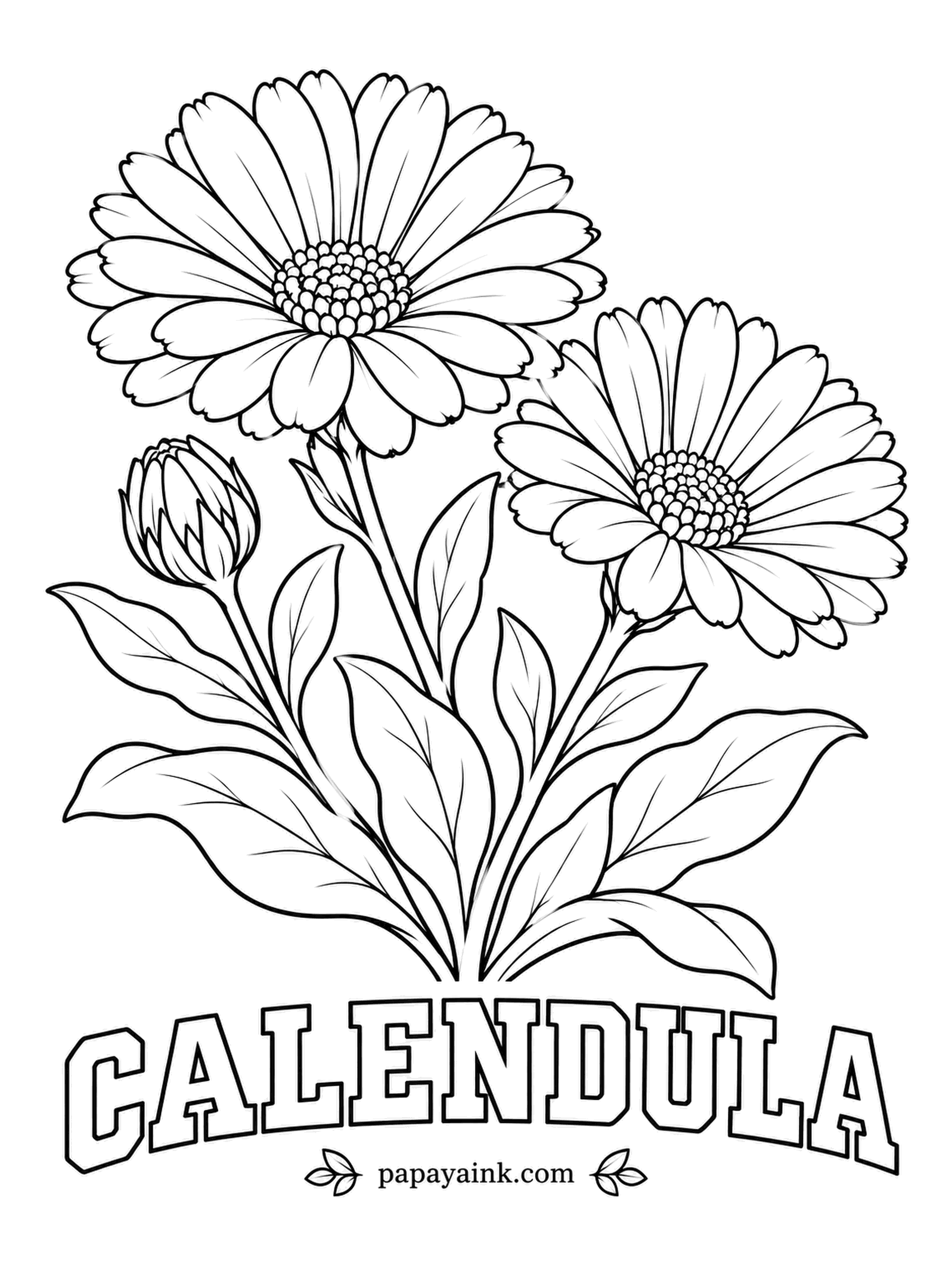 Free Flower Coloring Pages - Calendula petals are edible and once colored butter and cheese, earning the plant the nickname poor man's saffron. Go with orange or a soft apricot, and darken the ring of florets in the middle of each head.