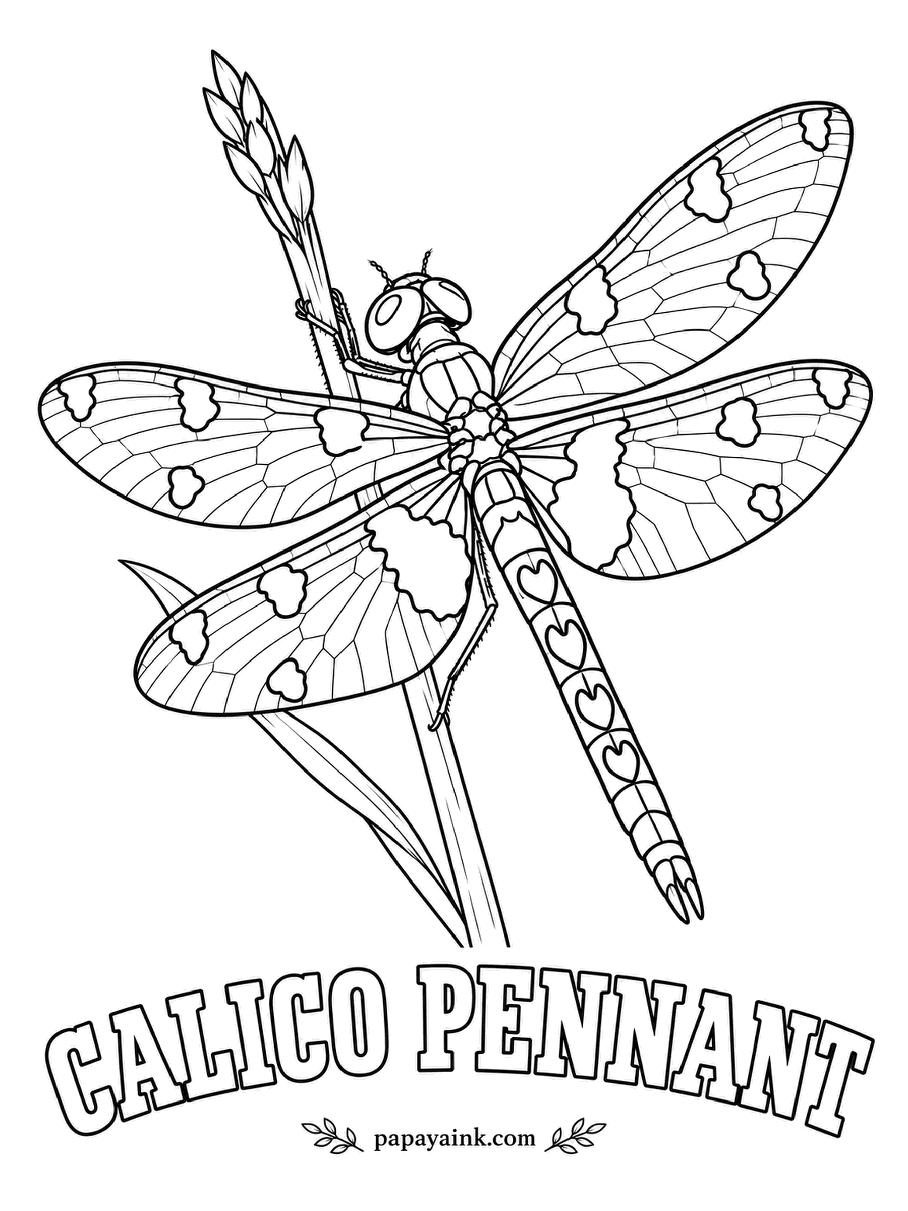 Insect Coloring Pages - A row of little red hearts runs down the abdomen of the male calico pennant, and nobody has asked him why. Females swap the red for yellow. Fill the wing spots with amber-brown and keep the rest of each wing nearly clear.