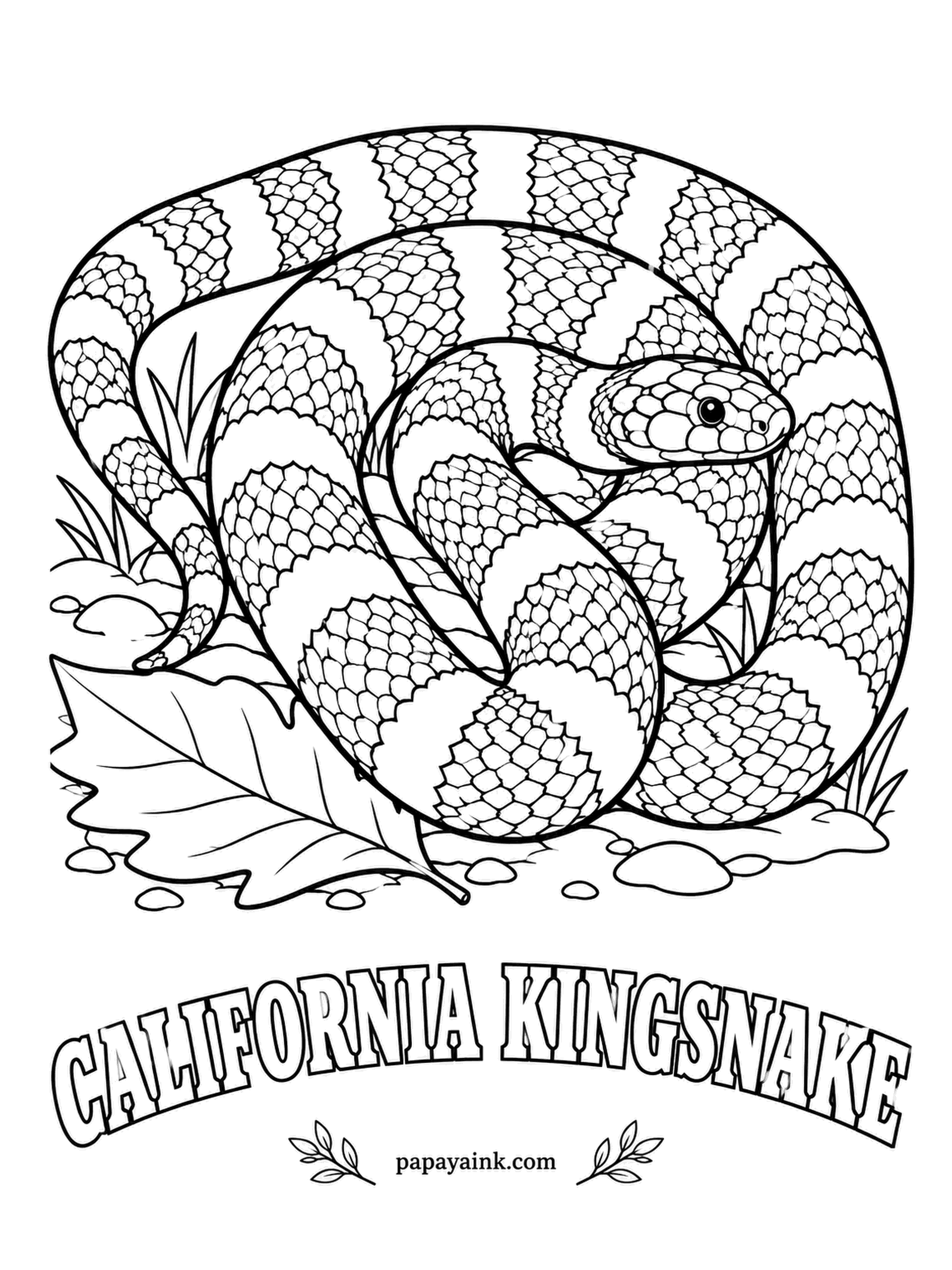 Reptile Coloring Pages - Kings get their title by eating other snakes, rattlers included, and this one resists rattlesnake venom. The California kingsnake wears clean bands of chocolate brown and cream that go all the way around the body. Alternate two colors and the sheet is done.