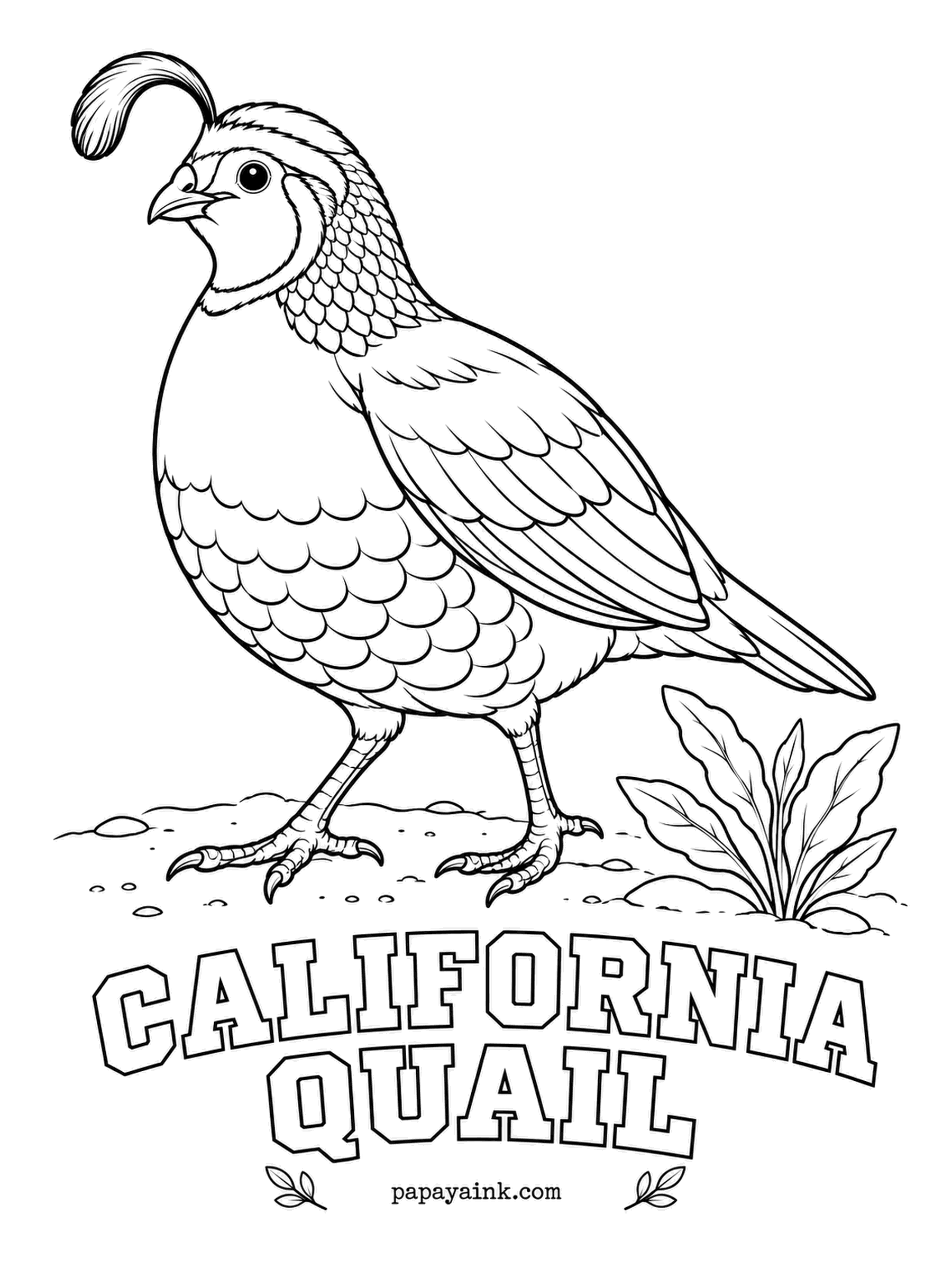 Printable Bird Coloring Pages - That curled plume on the forehead seems to be a single feather and is actually a bundle of six. A male California Quail has a blue-gray breast, a scaled belly, a black face outlined in white and a chestnut cap. Brown for the wings.
