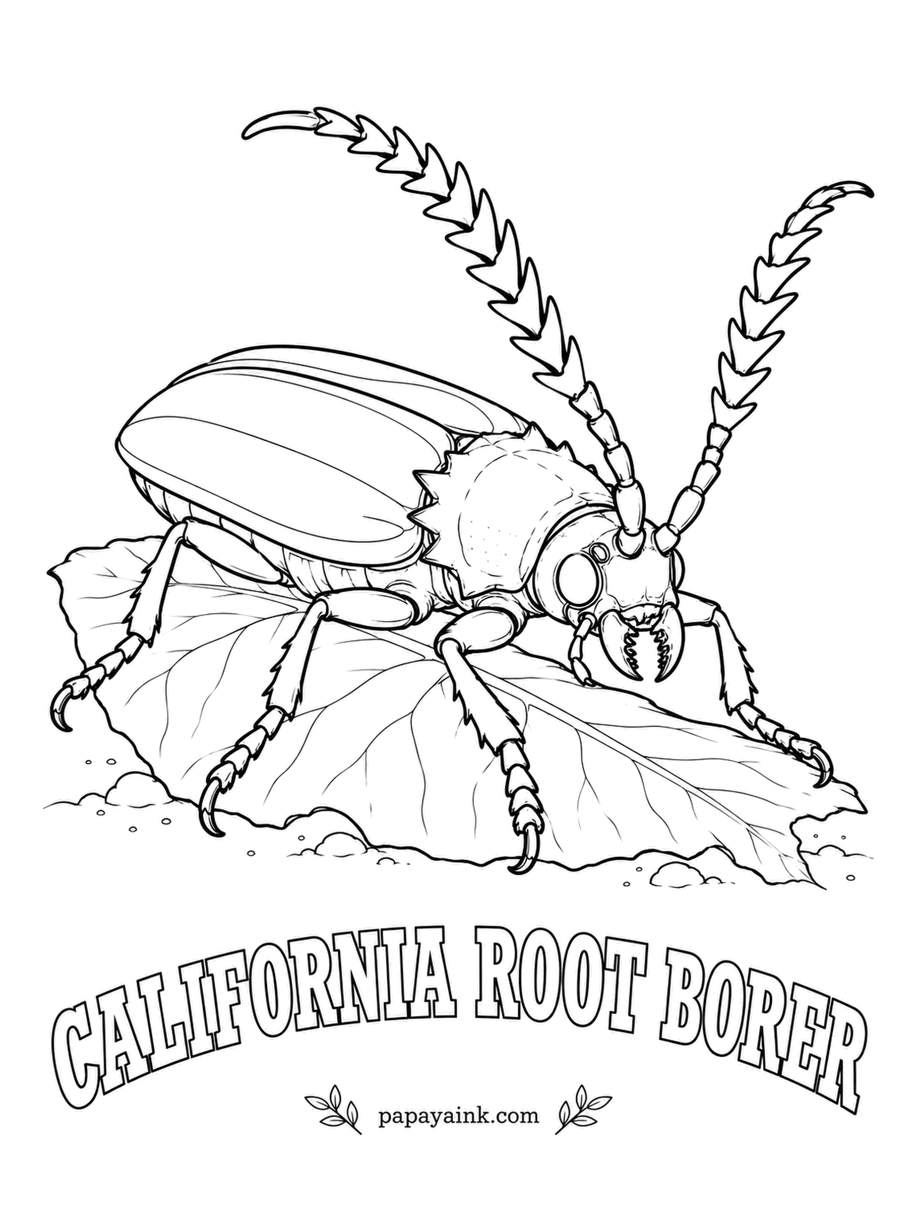 Beetle Coloring Pages - Saw-toothed antennae and a spiky collar belong to the California root borer, one of the biggest beetles in the West at well over two inches. Adults fly on summer evenings and never eat. Rich reddish brown with a dull sheen.
