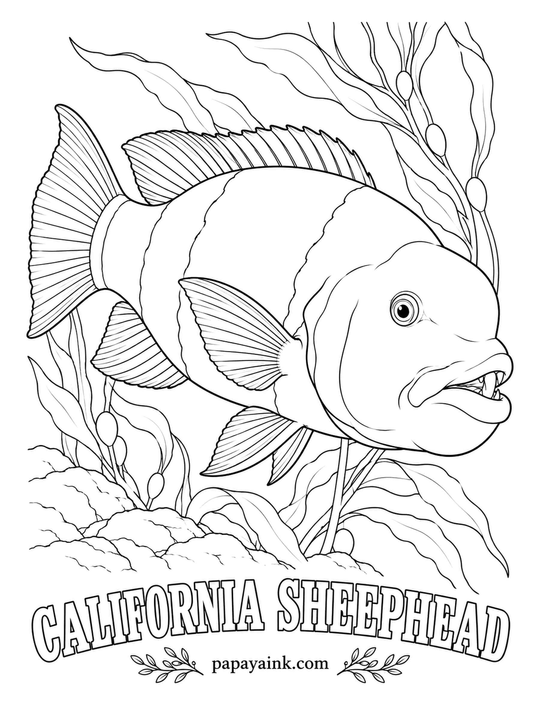 Ocean Fish Coloring Pages - Sea urchins devour kelp, and big sheephead crunch urchins, spines and all, with their buck teeth - which makes them guardians of the kelp forest. Males have a black head and tail, a pinkish-red middle and a white chin.