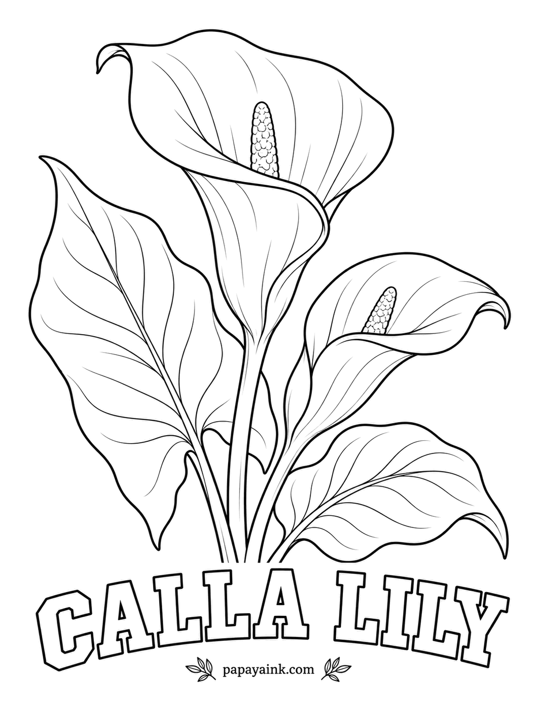 Free Flower Coloring Pages - Not a true lily at all: the smooth white funnel is a single modified leaf called a spathe, and the real flowers are the tiny bumps on the yellow spike inside. Shade the inside of each funnel with soft gray.