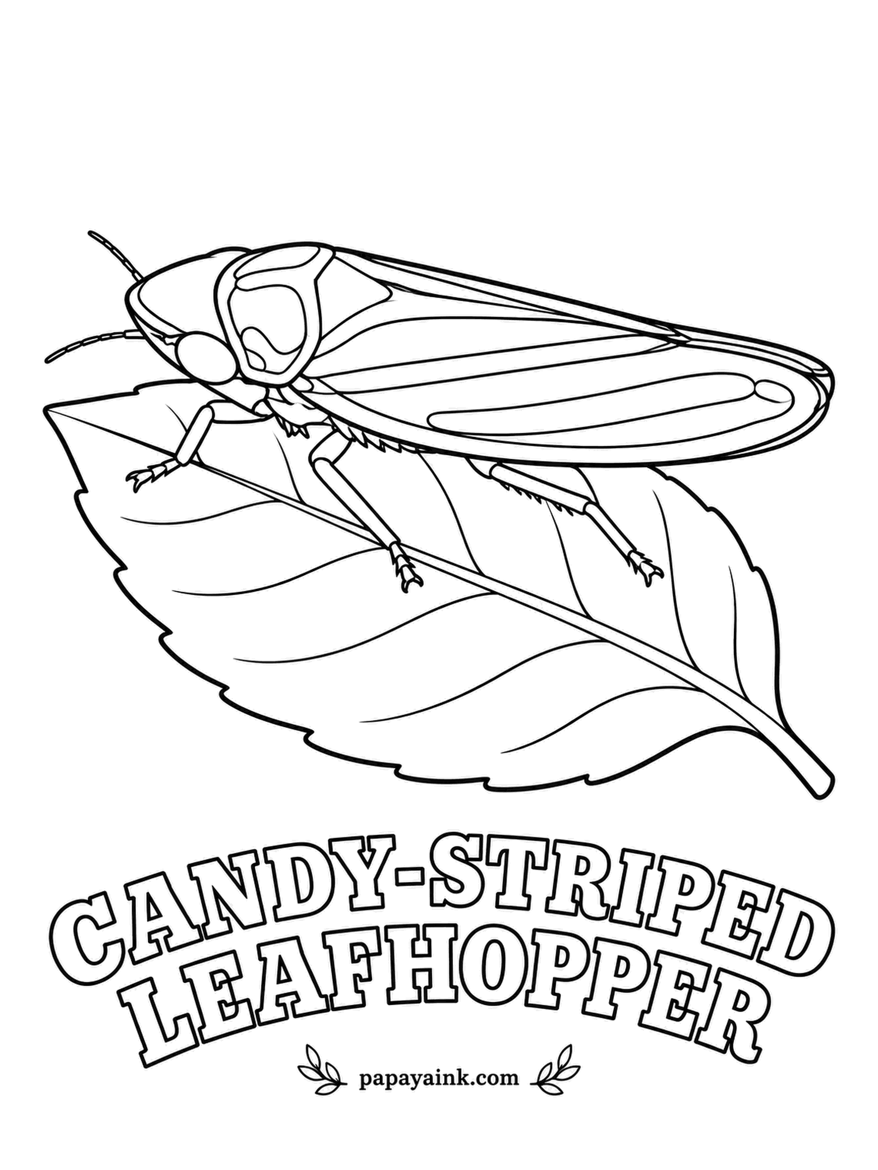 Insect Coloring Pages - Peppermint stripes on an insect barely a third of an inch long: the candy-striped leafhopper turns up on garden shrubs all summer. Alternate red and turquoise bands on the wings, then a yellow head and legs.