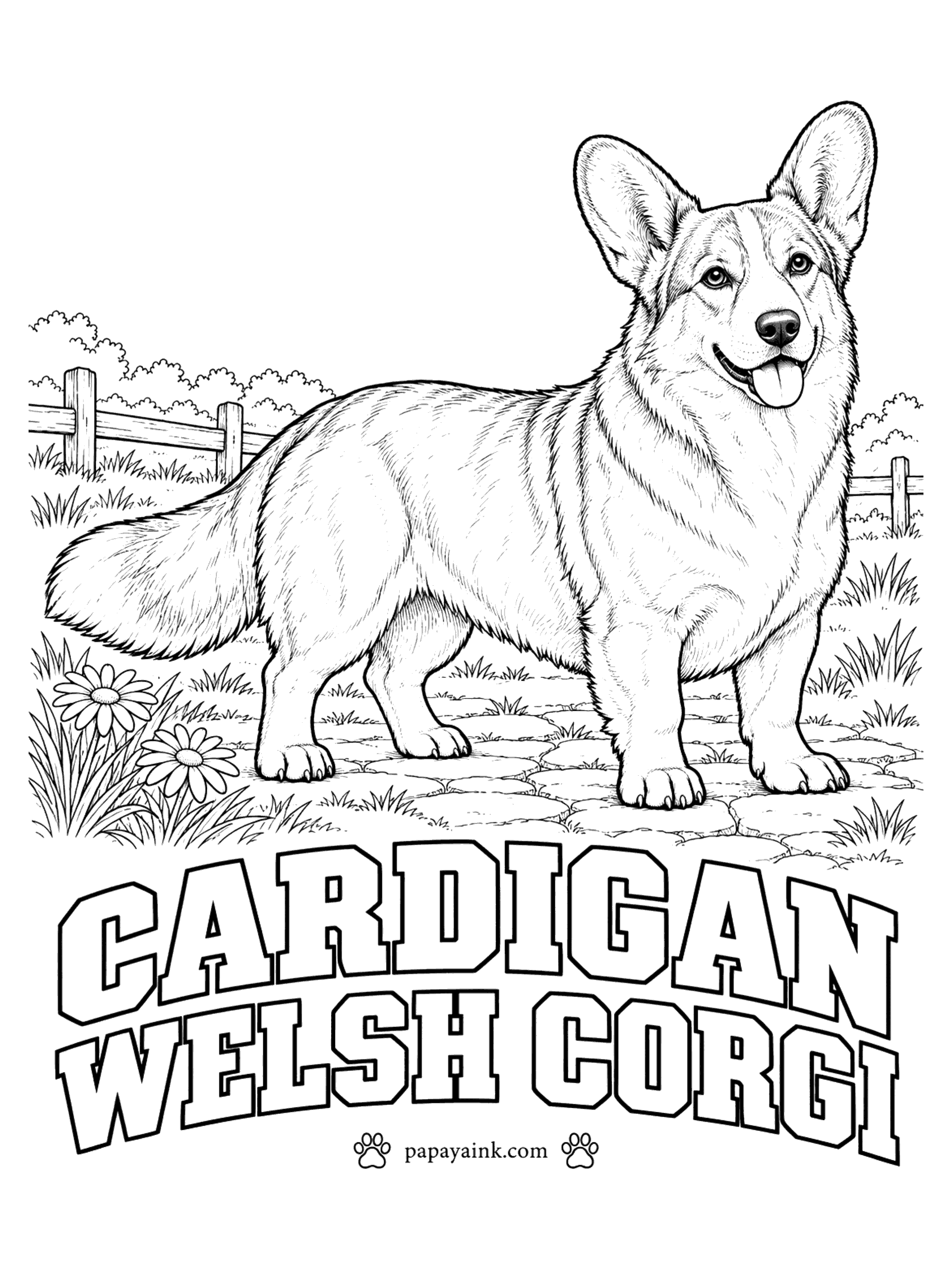 Realistic Dog Coloring Pages - Here is the corgi with the tail. The Cardigan Welsh corgi is the older of the two Welsh breeds, longer in the body, with large rounded ears and a brush tail carried low. Brindle, blue merle, red, sable and black with tan or brindle points all occur, nearly always with white on the chest, legs and neck.