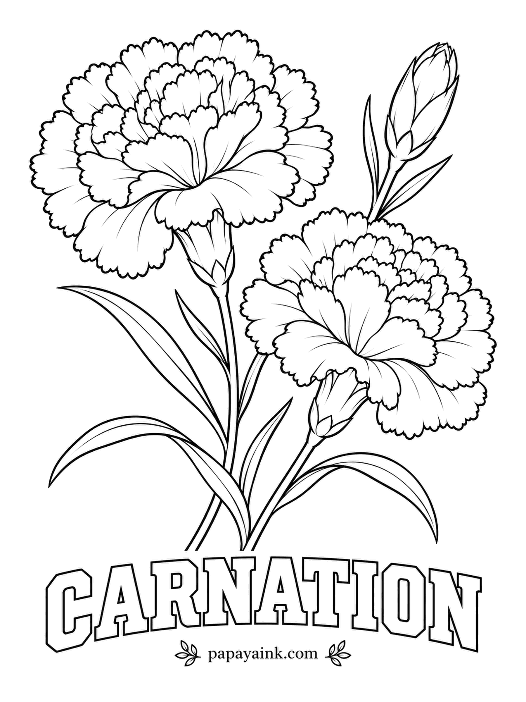 Free Flower Coloring Pages - Every petal ends in a row of tiny teeth, which is what gives a carnation its ruffled, crepe-paper look. A pair of blooms and two buds stand on slim stems. The leaves are naturally blue-green, so mix a touch of gray into the green.