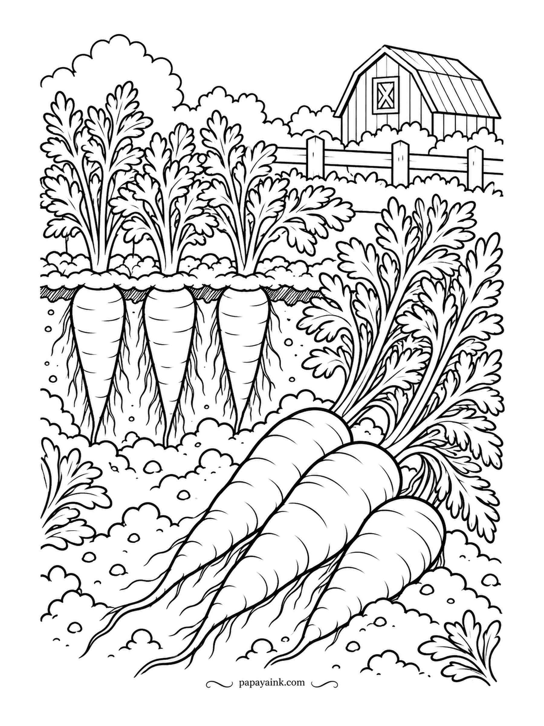 Farm Coloring Pages - Carrots shown two ways: still in the ground with their roots reaching down through a cut in the soil, and pulled out and lying across the bed. The feathery tops take a fine sharp pencil; the soil, a warm brown.
