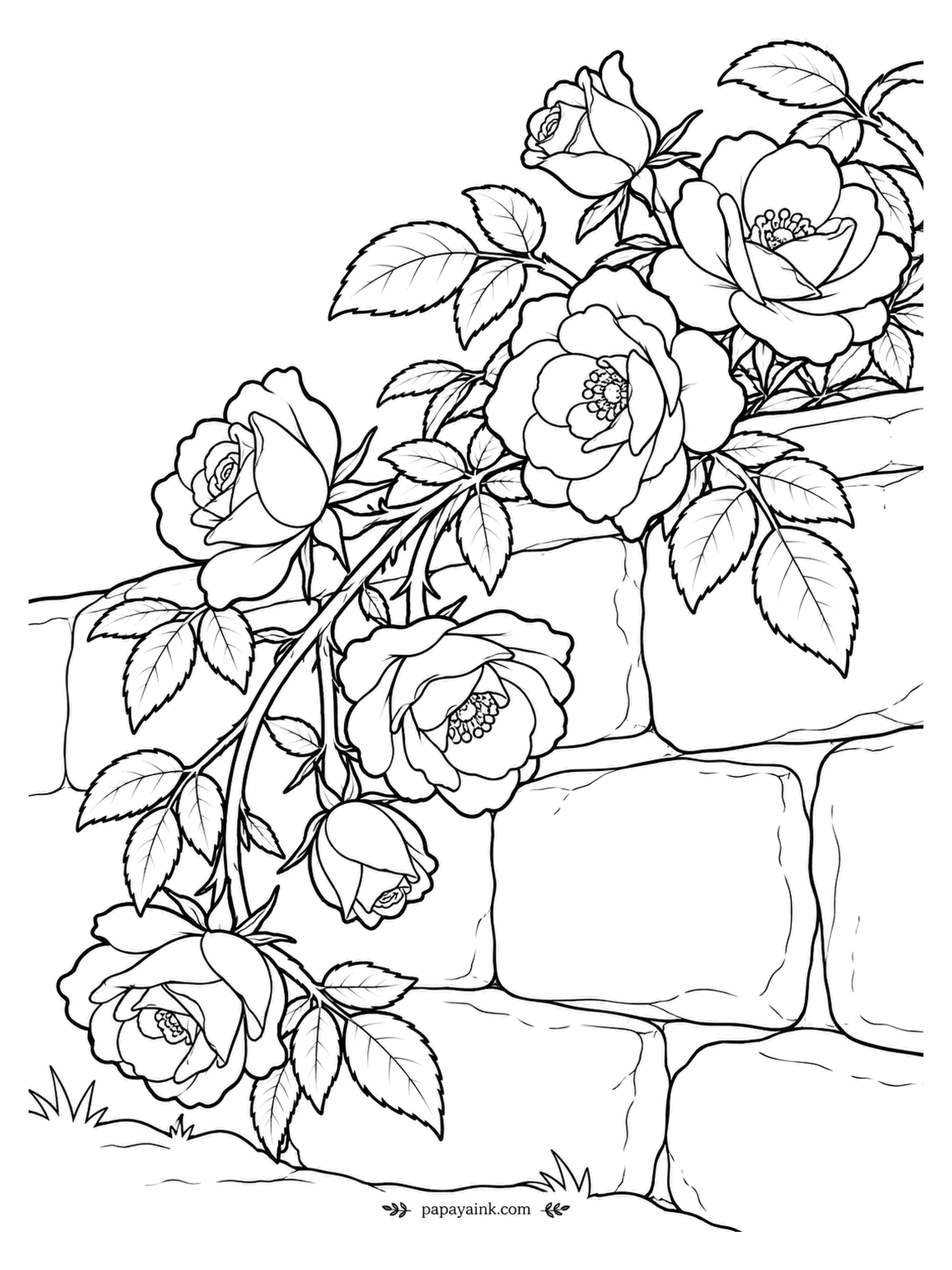 Rose Coloring Pages (Free PDF Printables) – Papaya Ink
