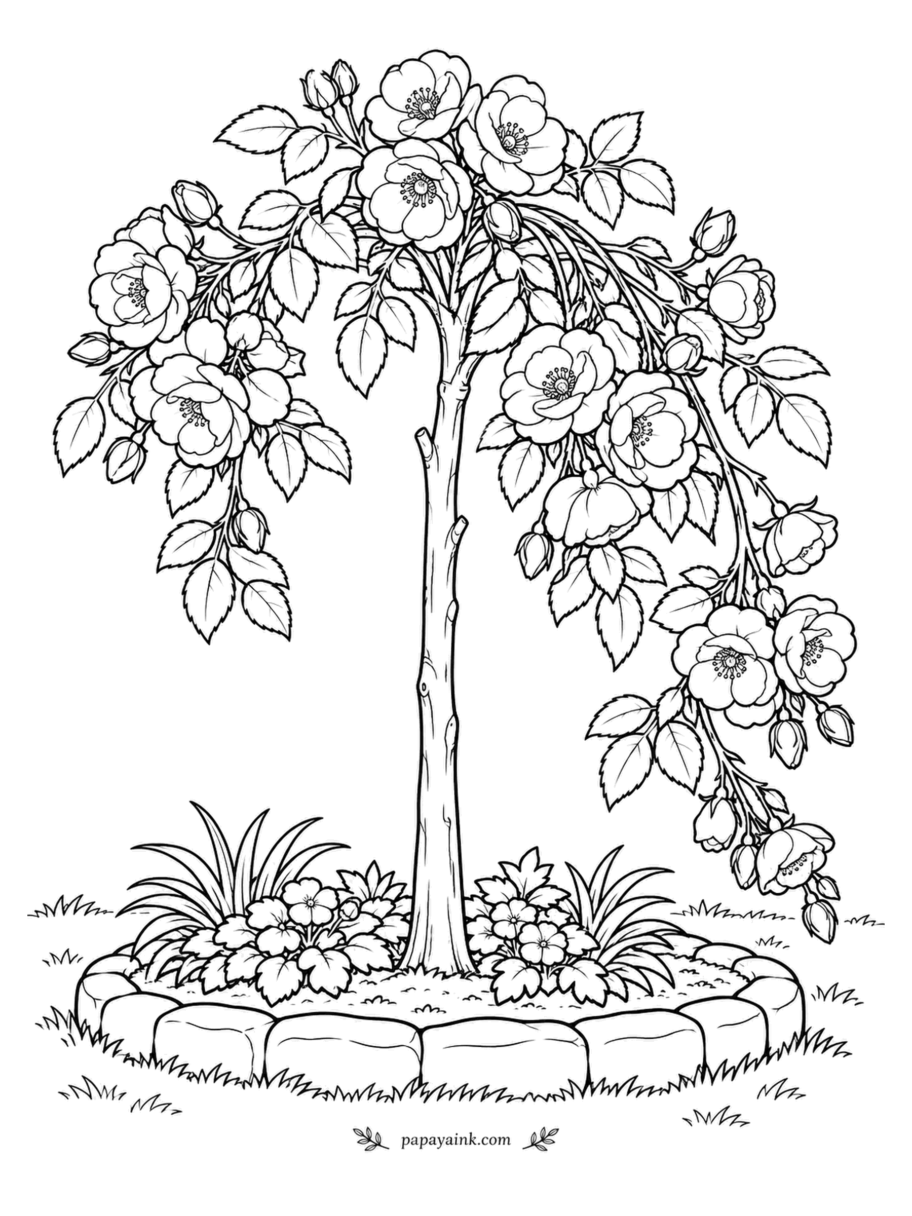 Rose Coloring Pages - Graft a rambler onto a tall bare stem and you get a weeping standard, a fountain of roses on a single trunk. This one stands in a round bed edged with stones. Detailed - clusters hang all the way to the grass.