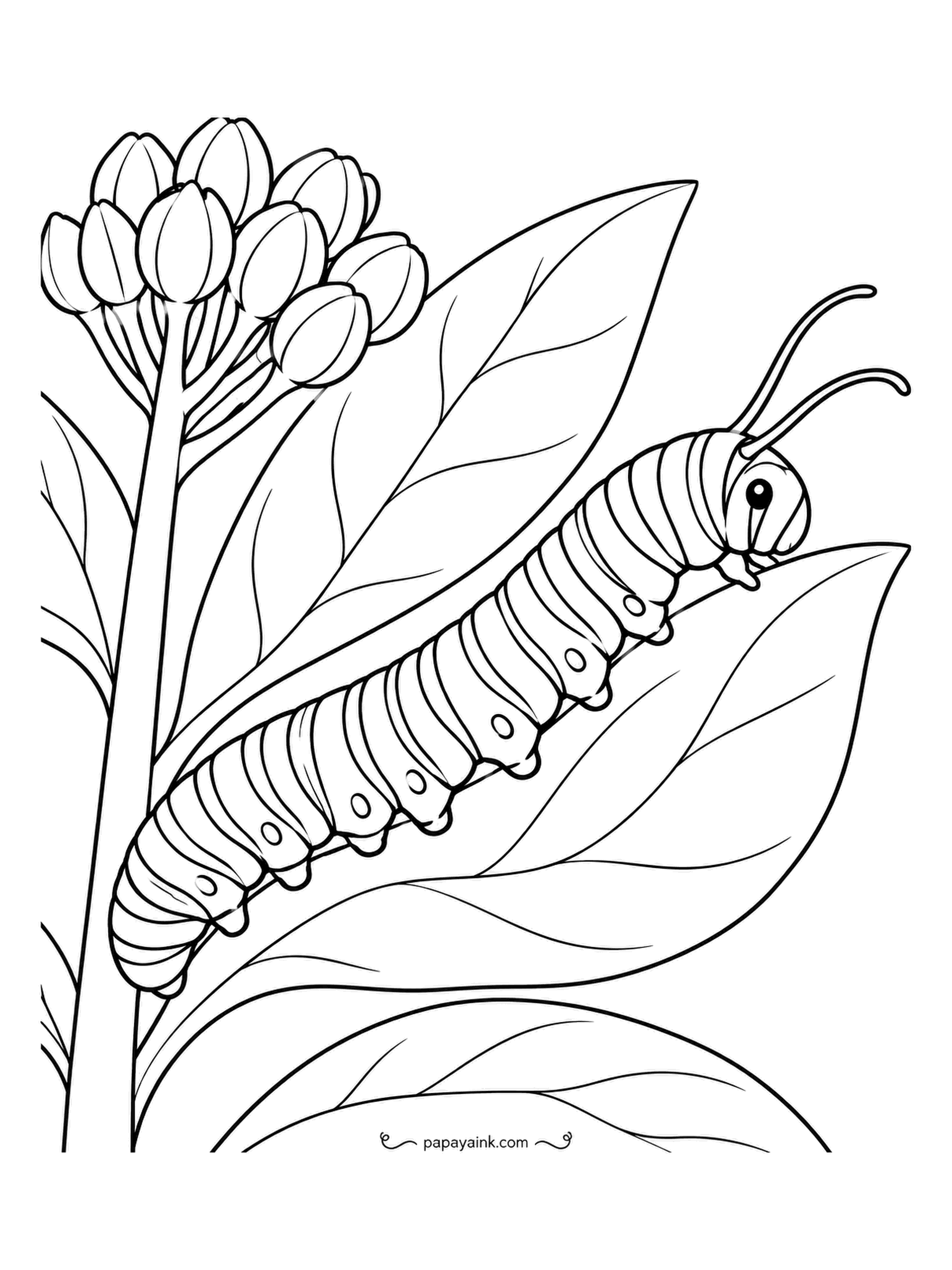 Garden Coloring Pages - This is a monarch caterpillar, striped around the body and tipped with two black filaments at the head end, climbing a milkweed stem under a cluster of unopened buds. Alternate yellow, black and white along the stripes and the pattern is exact.