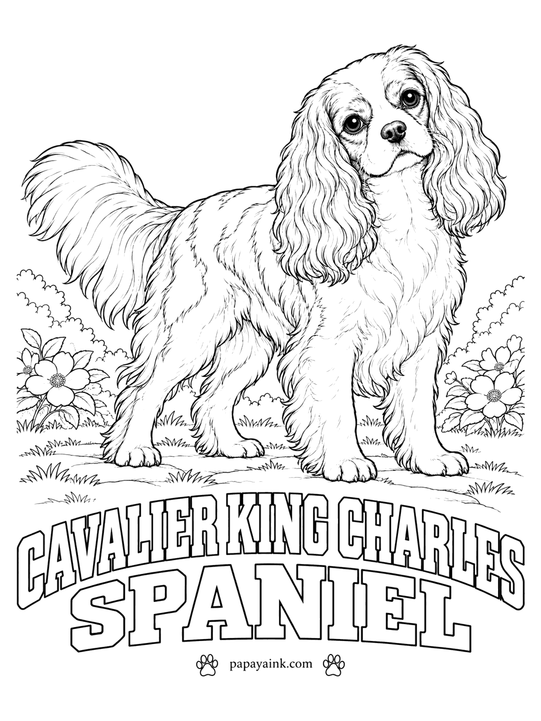 Free Printable Dog Coloring Pages - Drawn in the Blenheim pattern, this Cavalier King Charles spaniel has chestnut patches on a pearly white coat and a white blaze between the eyes. The long ears are chestnut too. Tricolor, black and tan, and solid ruby are the breed's other coats.