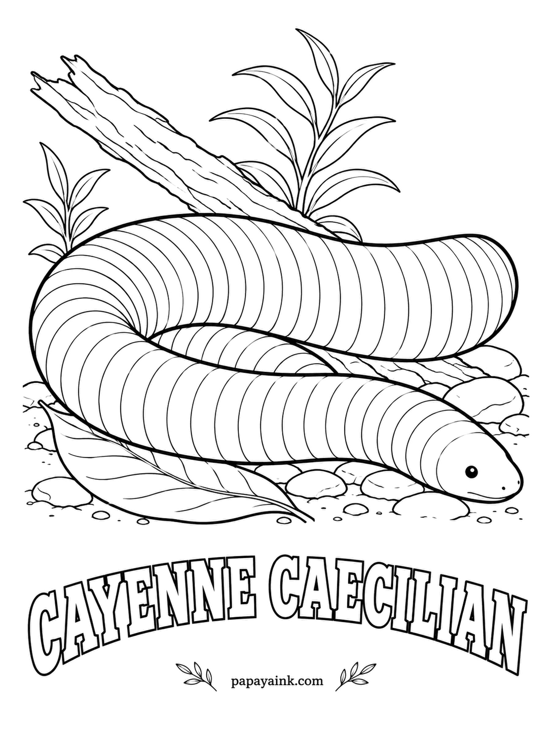 Amphibian Coloring Pages - The Cayenne caecilian swims the rivers of the Amazon and the Guianas with a flattened paddle tail and gives birth to live young underwater. Aquarium shops once sold it as a rubber eel. Deep blue-gray fading toward the belly.