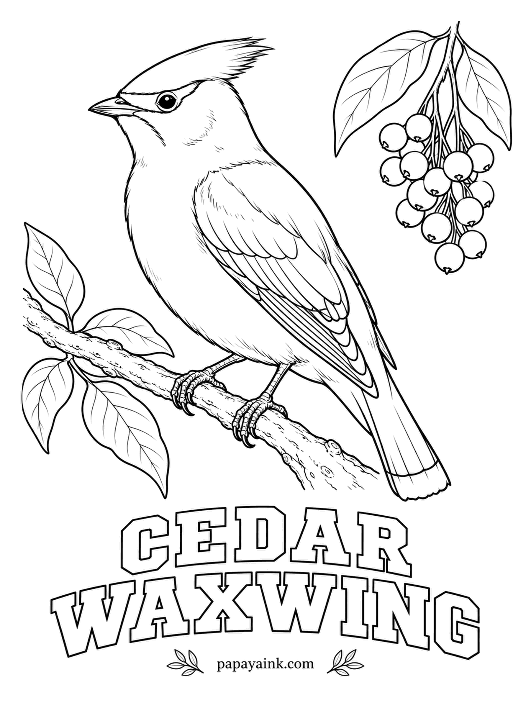 Printable Bird Coloring Pages - The name comes from tiny red tips on the wing feathers that look like drops of sealing wax. A Cedar Waxwing is sleek fawn-brown with a black mask, a soft crest and a yellow-tipped tail. Red for the berries too.