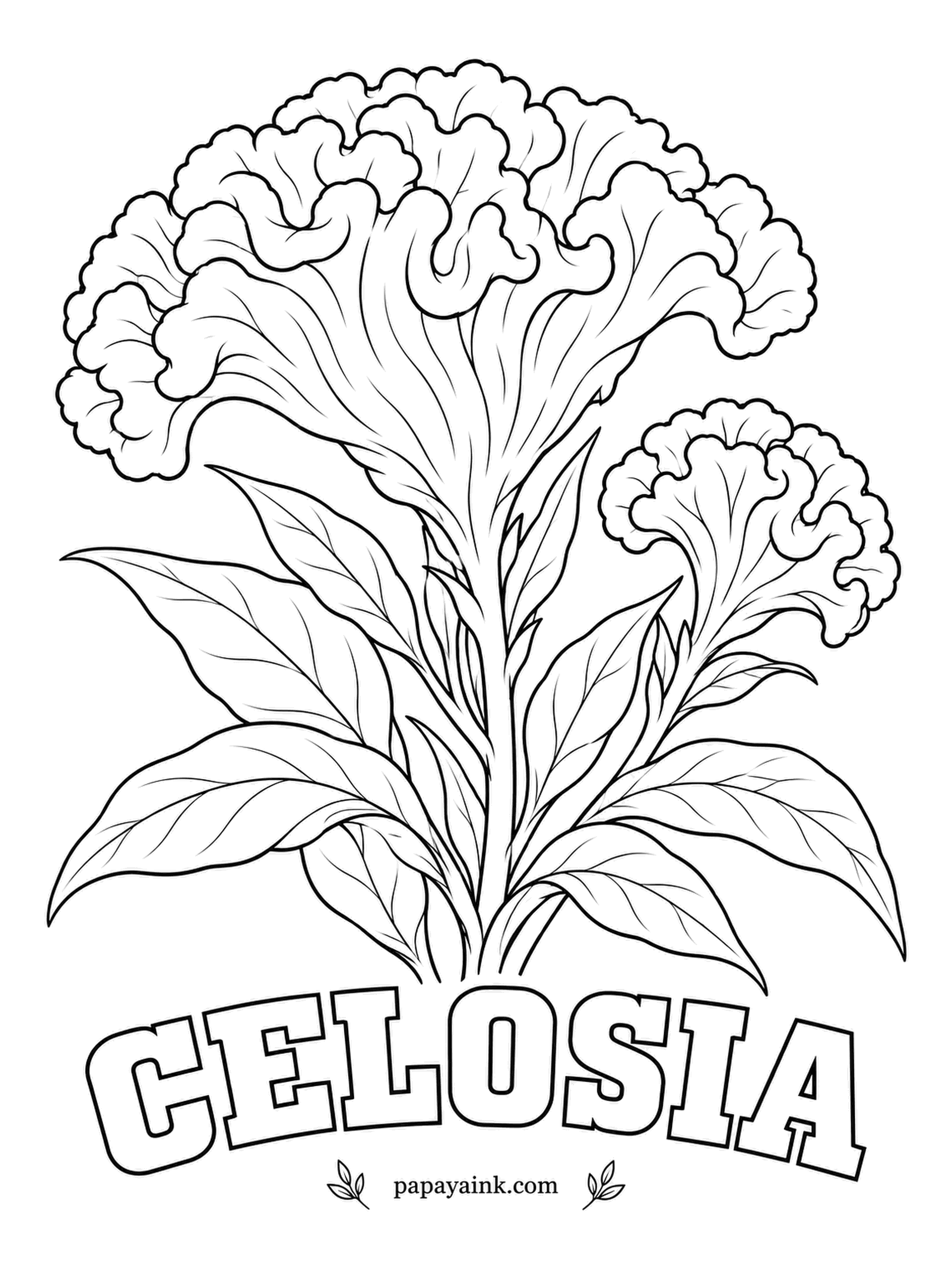 Free Flower Coloring Pages - Cockscomb is the common name for this crested celosia, whose velvety folds really do resemble a rooster's crest. In parts of West Africa the leaves are cooked as a green vegetable. Try magenta, crimson or golden orange.