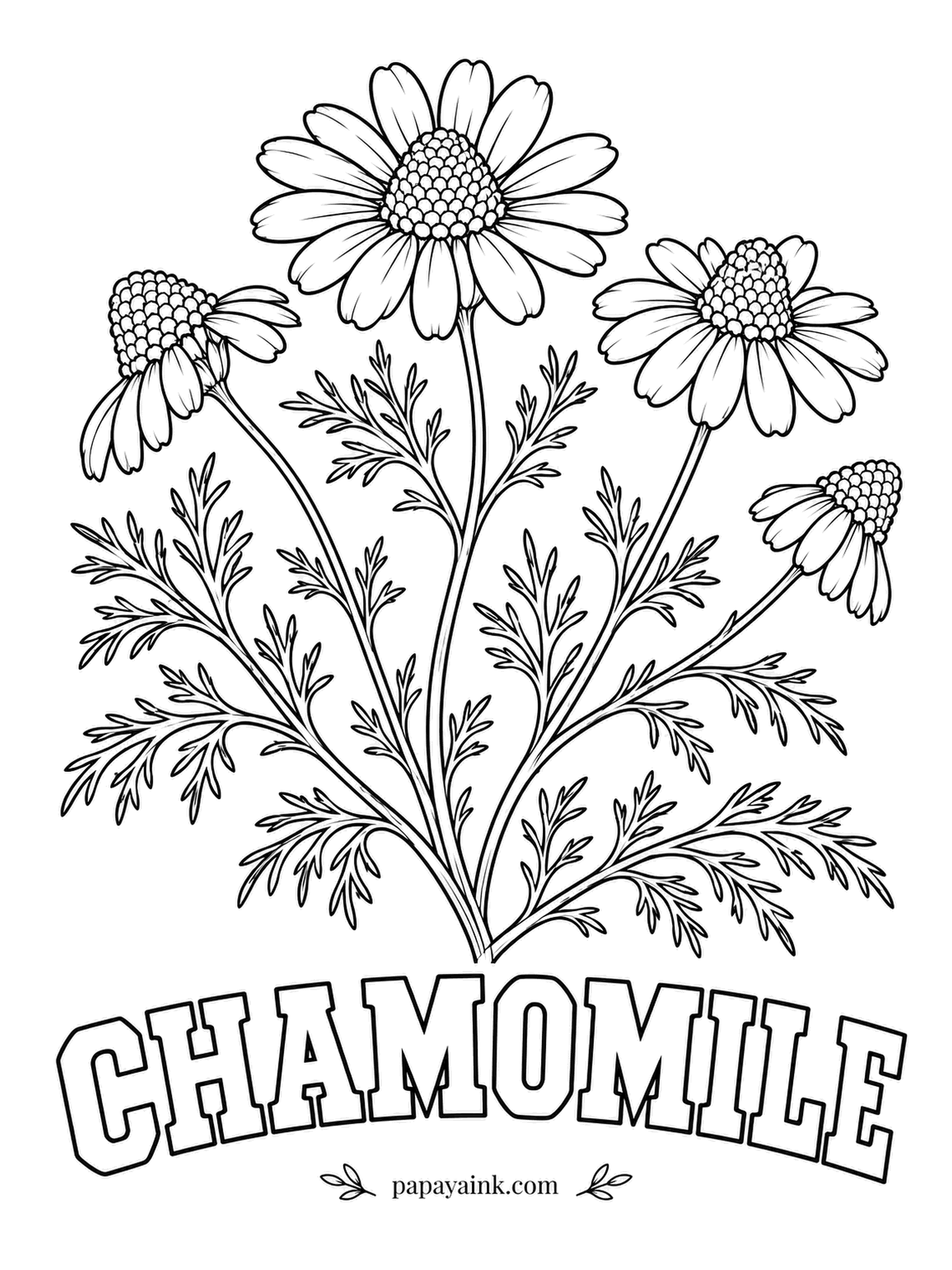 Free Flower Coloring Pages - Chamomile comes from the Greek for earth apple, a nod to the sweet apple scent of the crushed flowers. As each head ages, the white petals fold down and the yellow dome rises, as on the two outer blooms here.