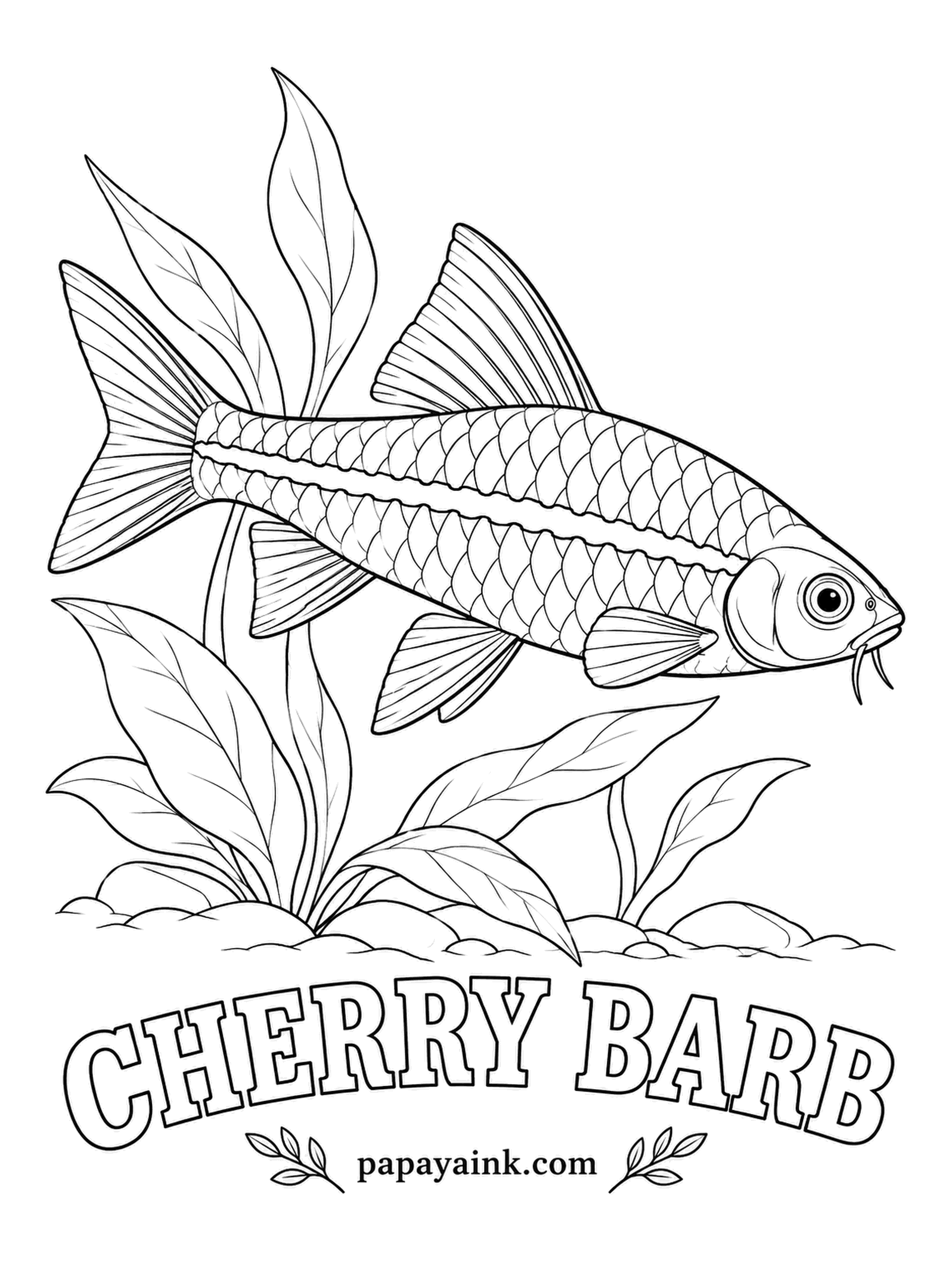 Aquarium Fish Coloring Pages - Sri Lanka is the only home of the cherry barb, a fish of shady, slow forest streams. Males turn deep wine red when they court; females stay tan. Work the red above and below the dark line that runs nose to tail.