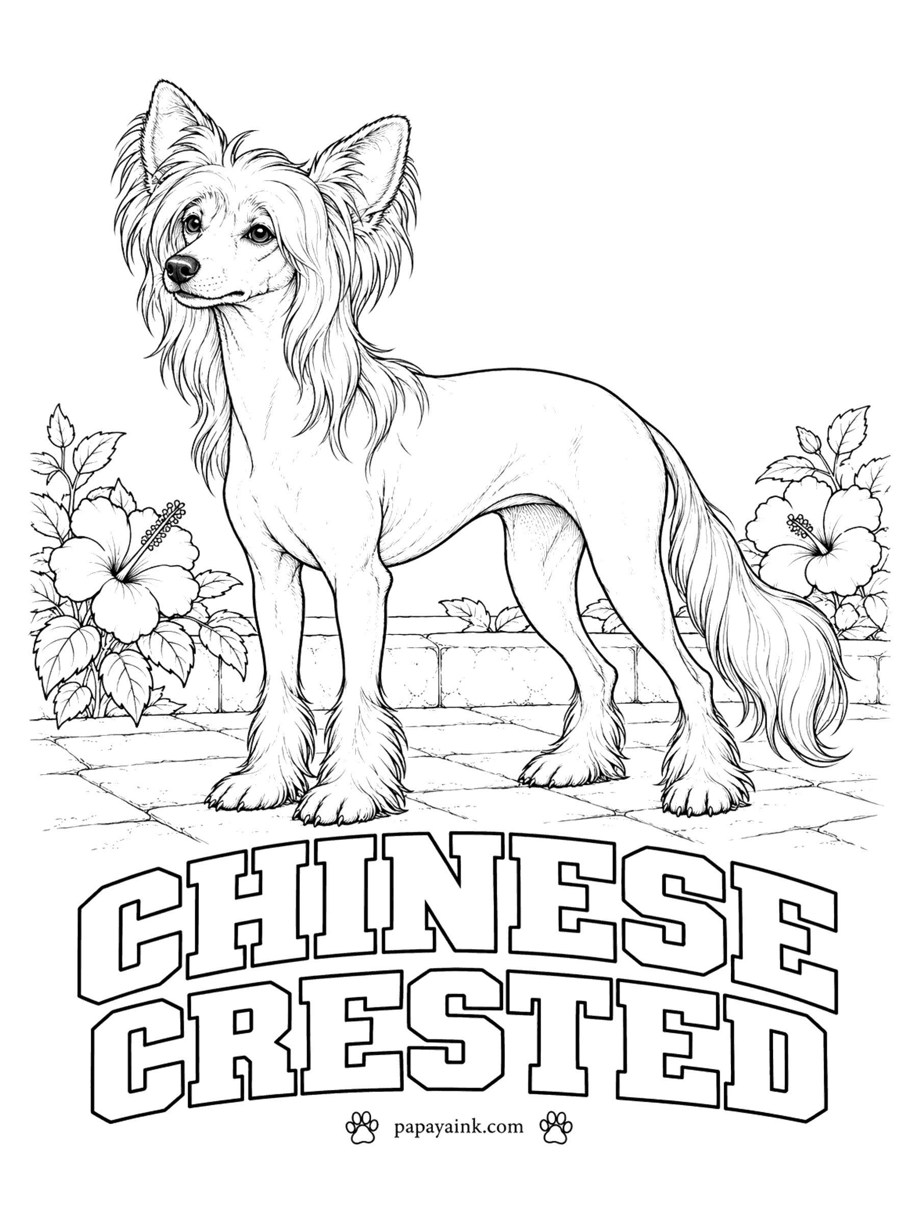 Free Printable Dog Coloring Pages - Hairless on the body, silky on the head, tail and feet - the crest, plume and socks of a Chinese crested. The skin can be pink, gray, chocolate, or spotted with a mix of them. For once you are coloring skin, not fur.