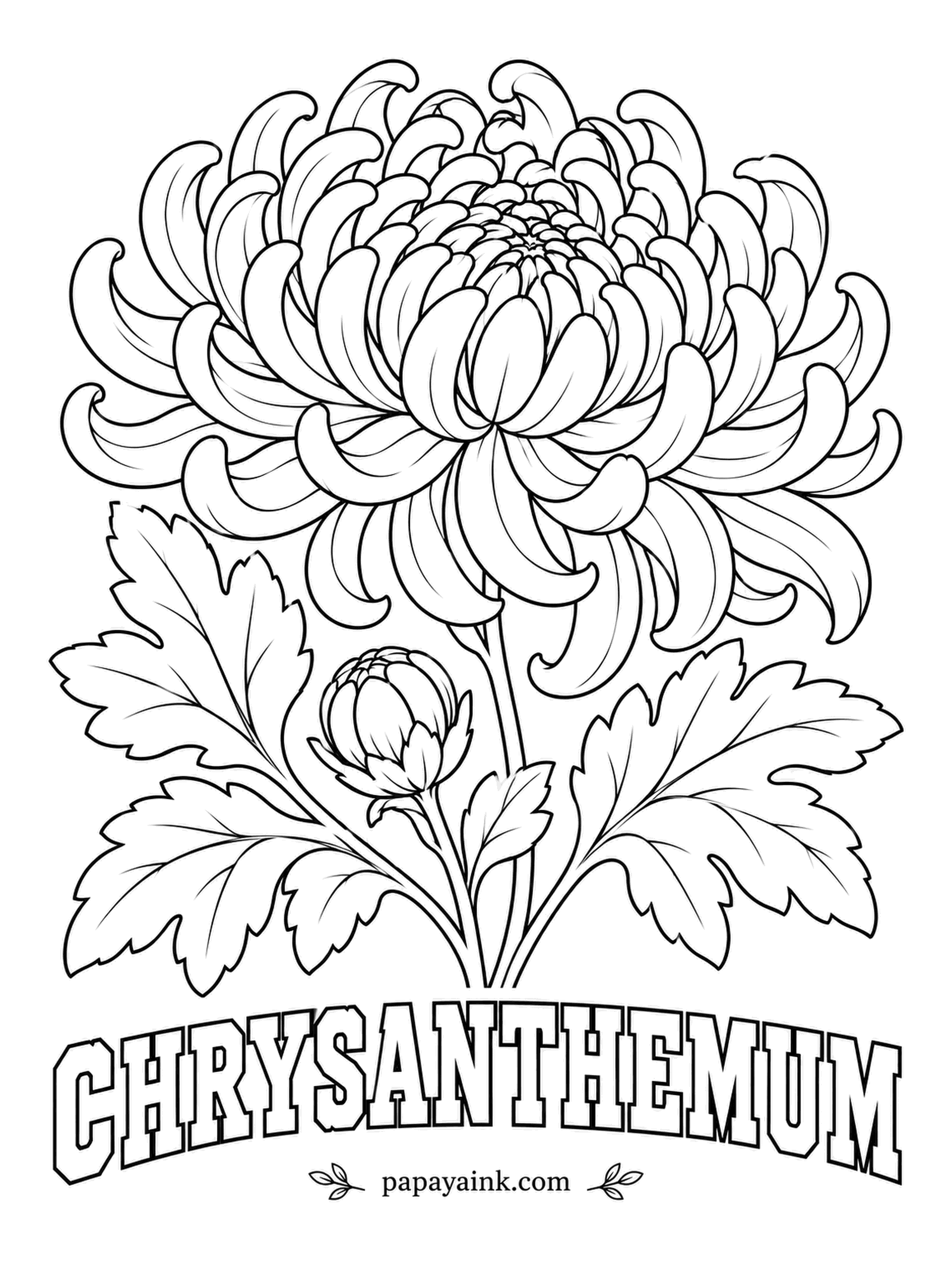 Free Flower Coloring Pages - Chrysanthemum means golden flower in Greek, though modern mums also come in bronze, burgundy and white. Row after row of curled petals makes this one Detailed; color the inner rows a shade darker than the outer ones.