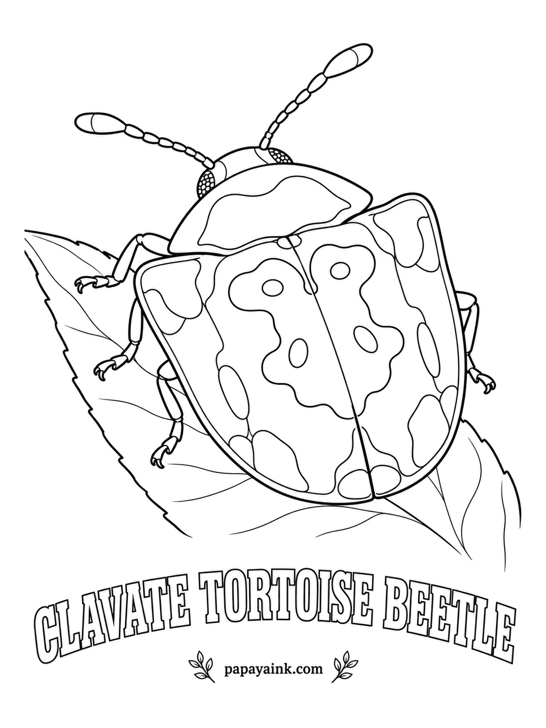 Beetle Coloring Pages - Look through the edges: the clavate tortoise beetle's shield is see-through, framing a brown pattern shaped like a pair of clubs. It feeds on plants of the nightshade family. Tan and chocolate inside, edges left white.