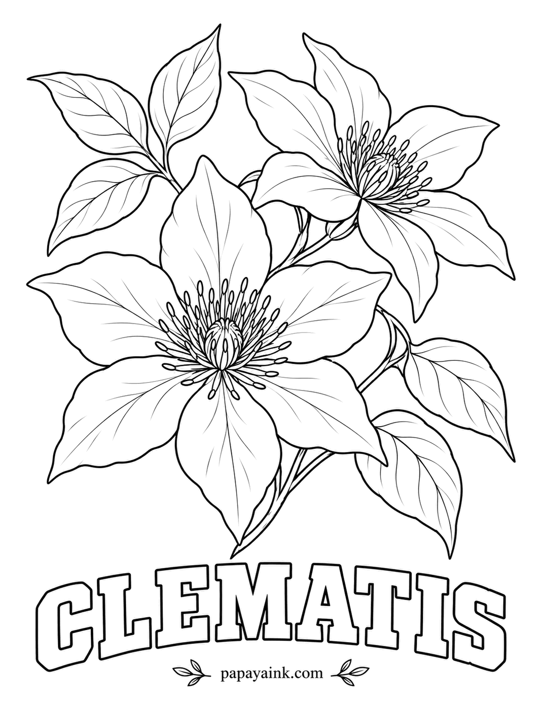 Free Flower Coloring Pages - Clematis climbs without tendrils, wrapping its leaf stalks around anything nearby. Gardeners say it likes its head in the sun and its feet in the shade. Purple or mauve petals with a pale bar down the middle never go out of style.