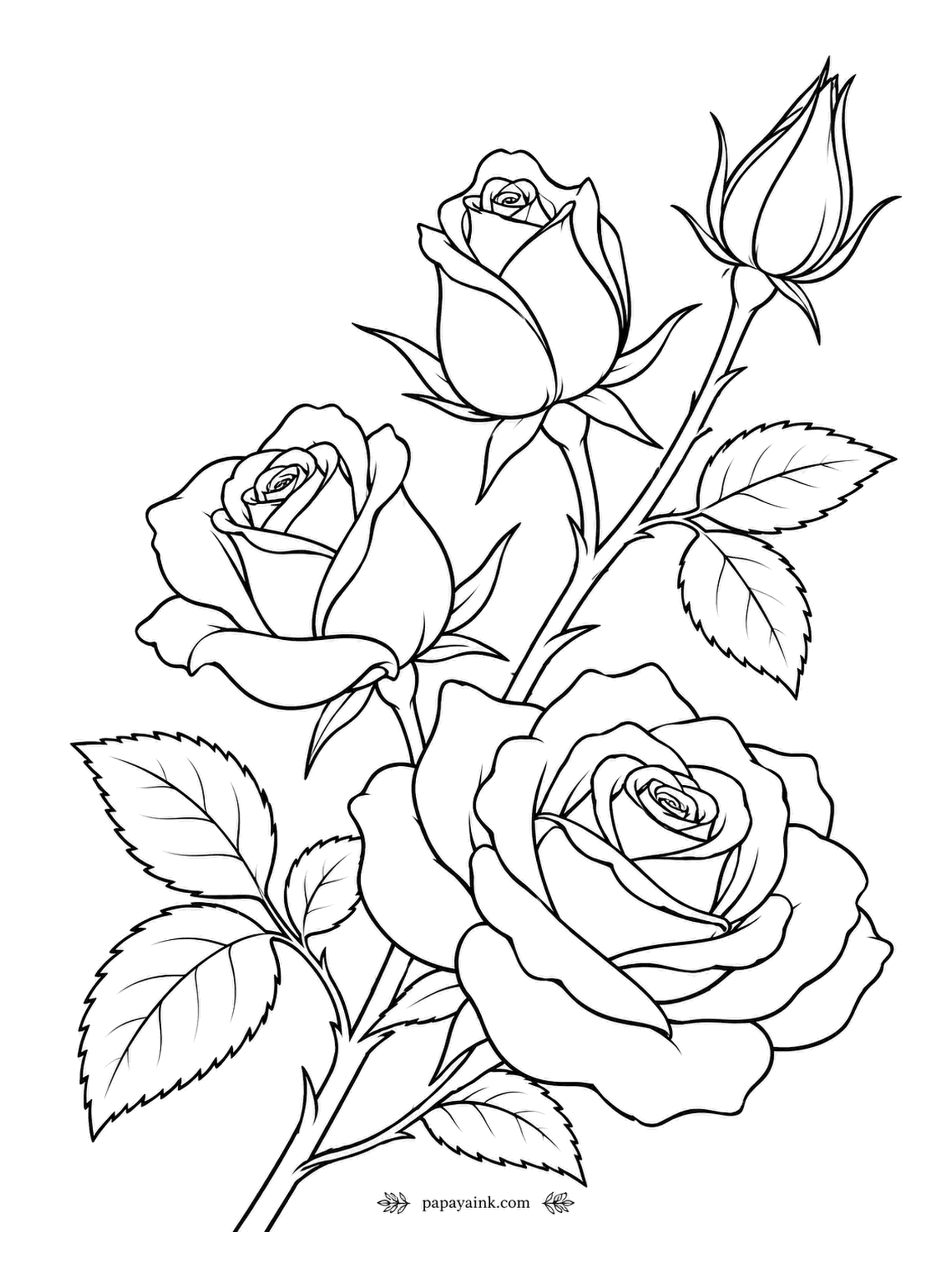 Rose Coloring Pages - Three stages on one branch: a tight bud, a half-open cup and a full bloom. As a rose opens, the green sepals fold back first, like a coat being unbuttoned. Large shapes, ideal for practicing smooth blends.