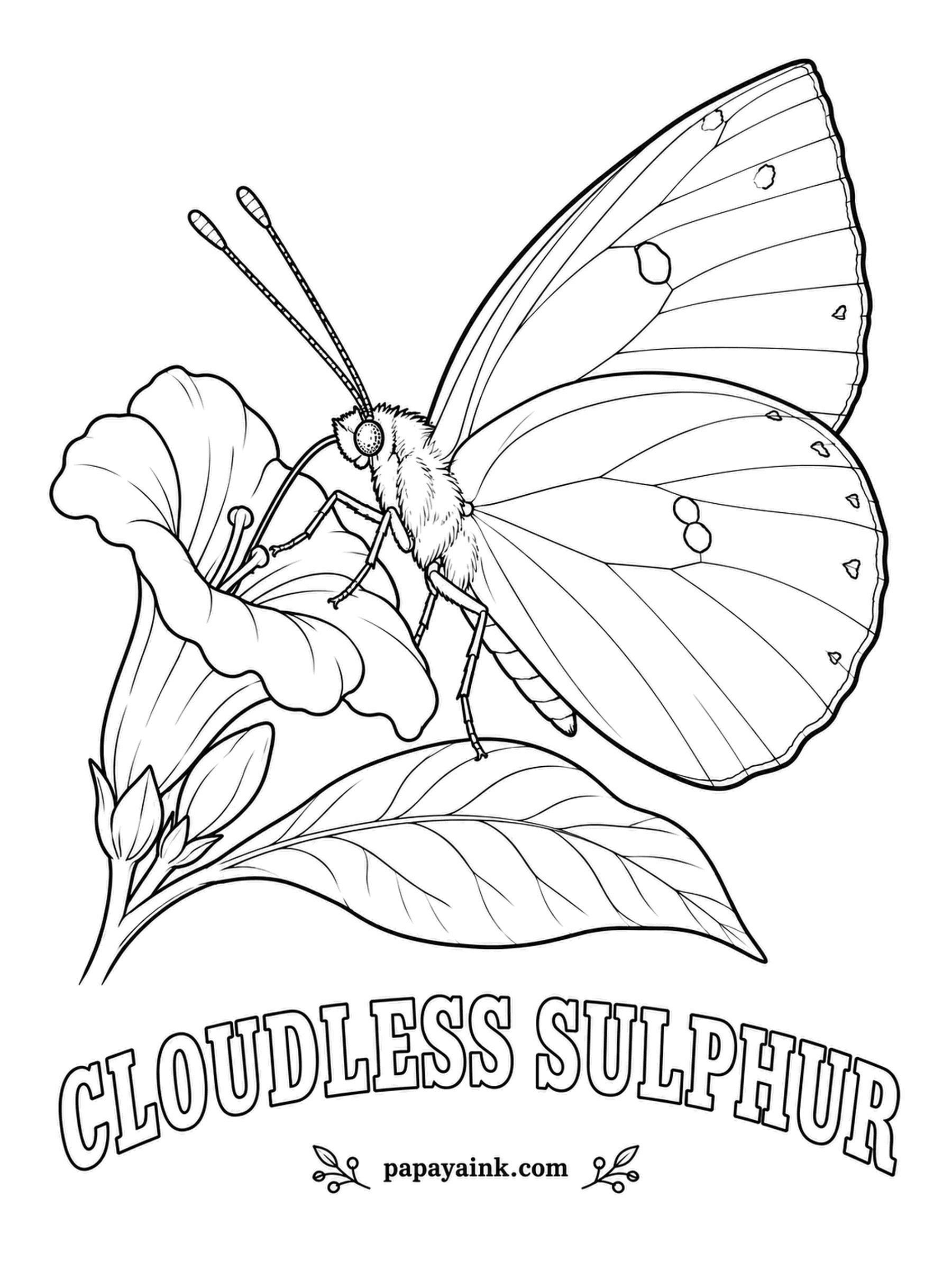 Butterfly and Moth Coloring Pages - Each autumn these big lemon butterflies stream south along the coast in numbers that make people stop and point. The wings are pure yellow with no pattern at all; the long tongue reaches deep into tube-shaped flowers.
