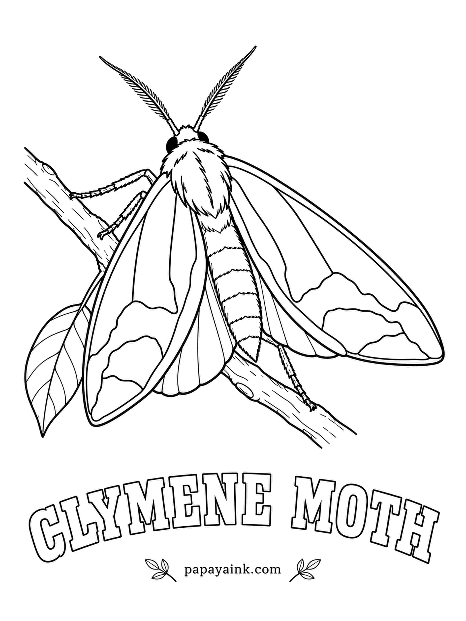 Butterfly and Moth Coloring Pages - Cream forewings carry a dark brown dagger-shaped mark that meets down the middle when the wings close; the hindwings underneath are warm yellow-orange. Unlike most moths, it flies in daylight as happily as at night.
