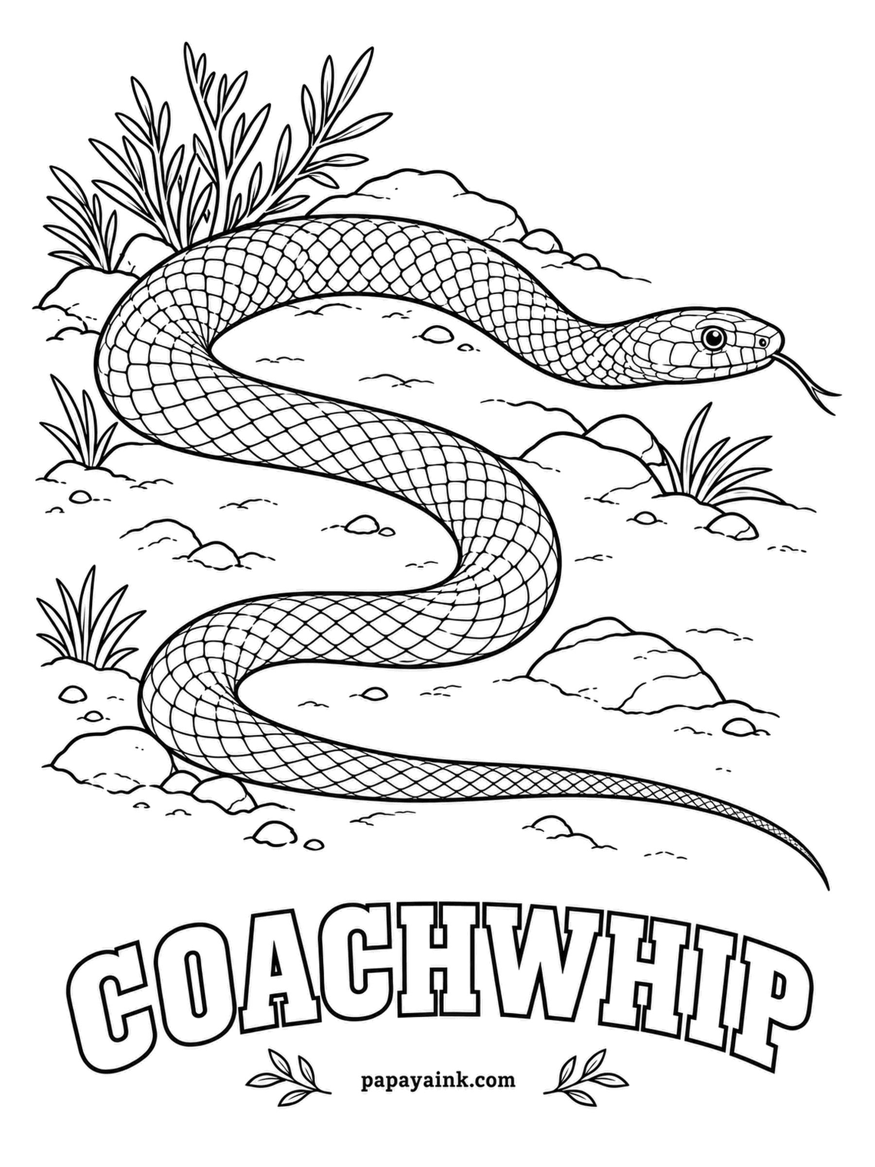 Reptile Coloring Pages - Long, thin and very fast, with scales that look braided like a leather whip - hence the name. A coachwhip hunts with its head raised, scanning for lizards across dry scrub. Darker at the neck, fading to tan or pink toward the tail.