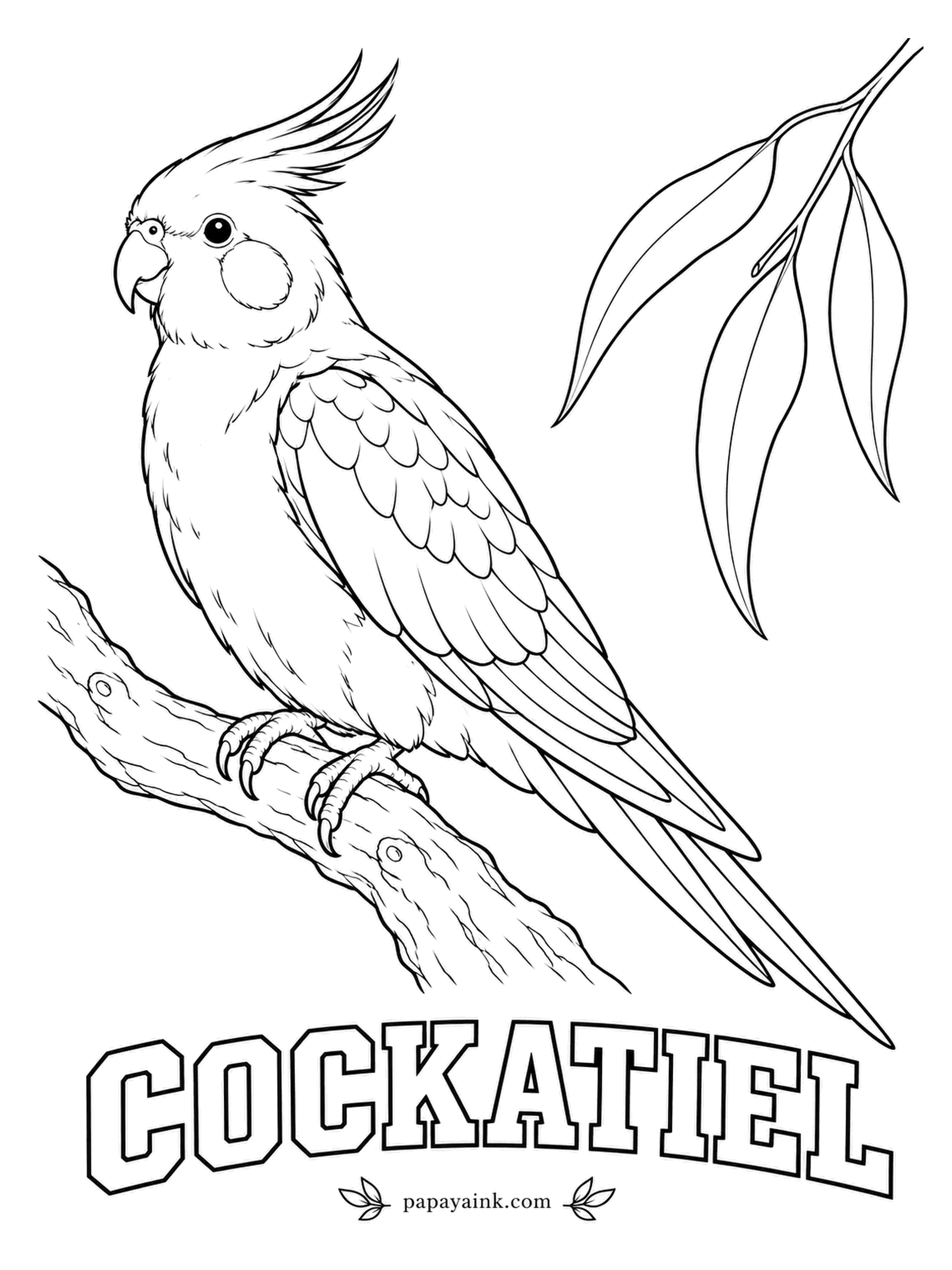 Printable Bird Coloring Pages - Watch the crest: up means curious, flat means annoyed. The Cockatiel is the smallest of the cockatoos, gray in the wild with a white patch on each wing, a yellow face and a round orange spot on the cheek.